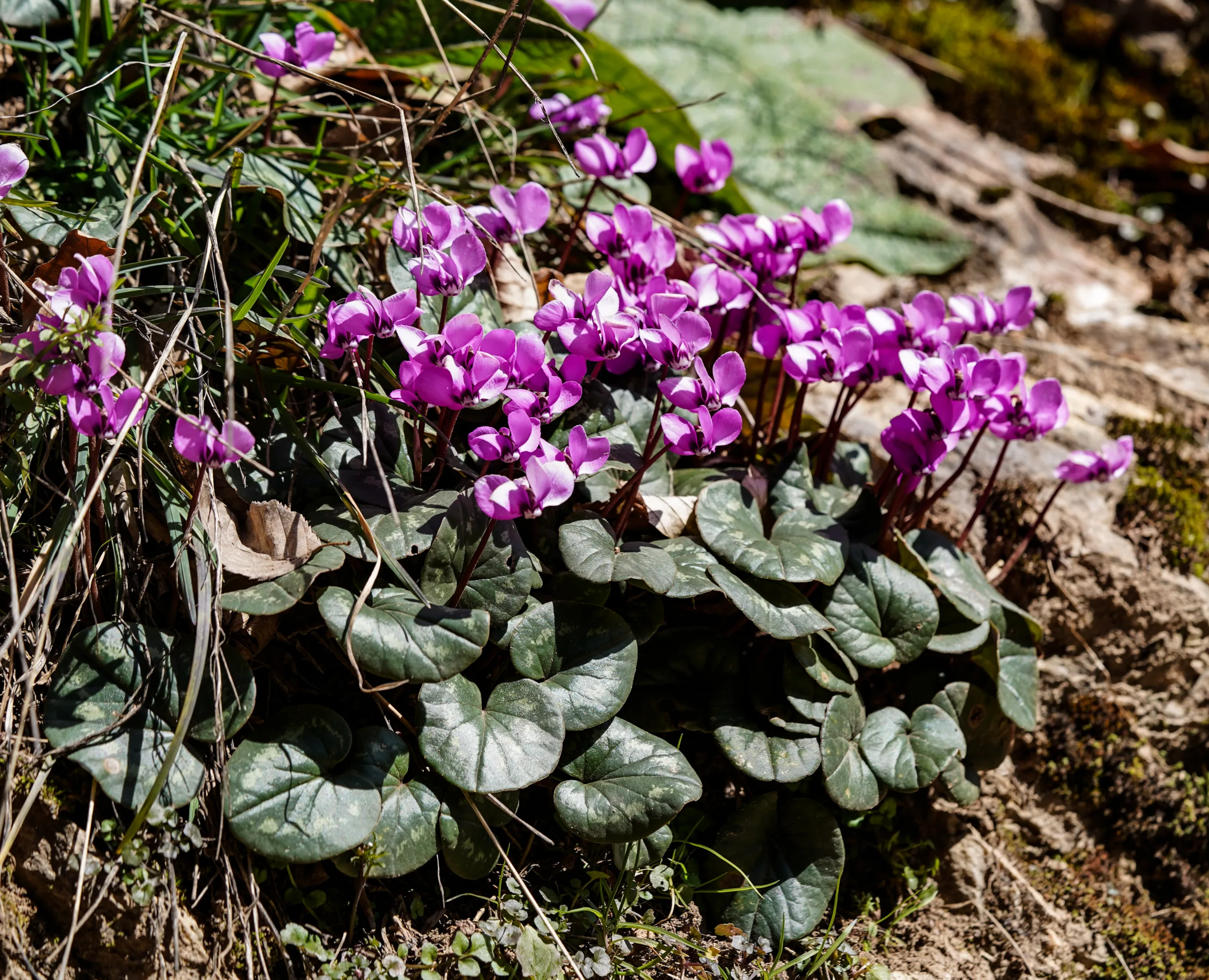 Cyclamen coum