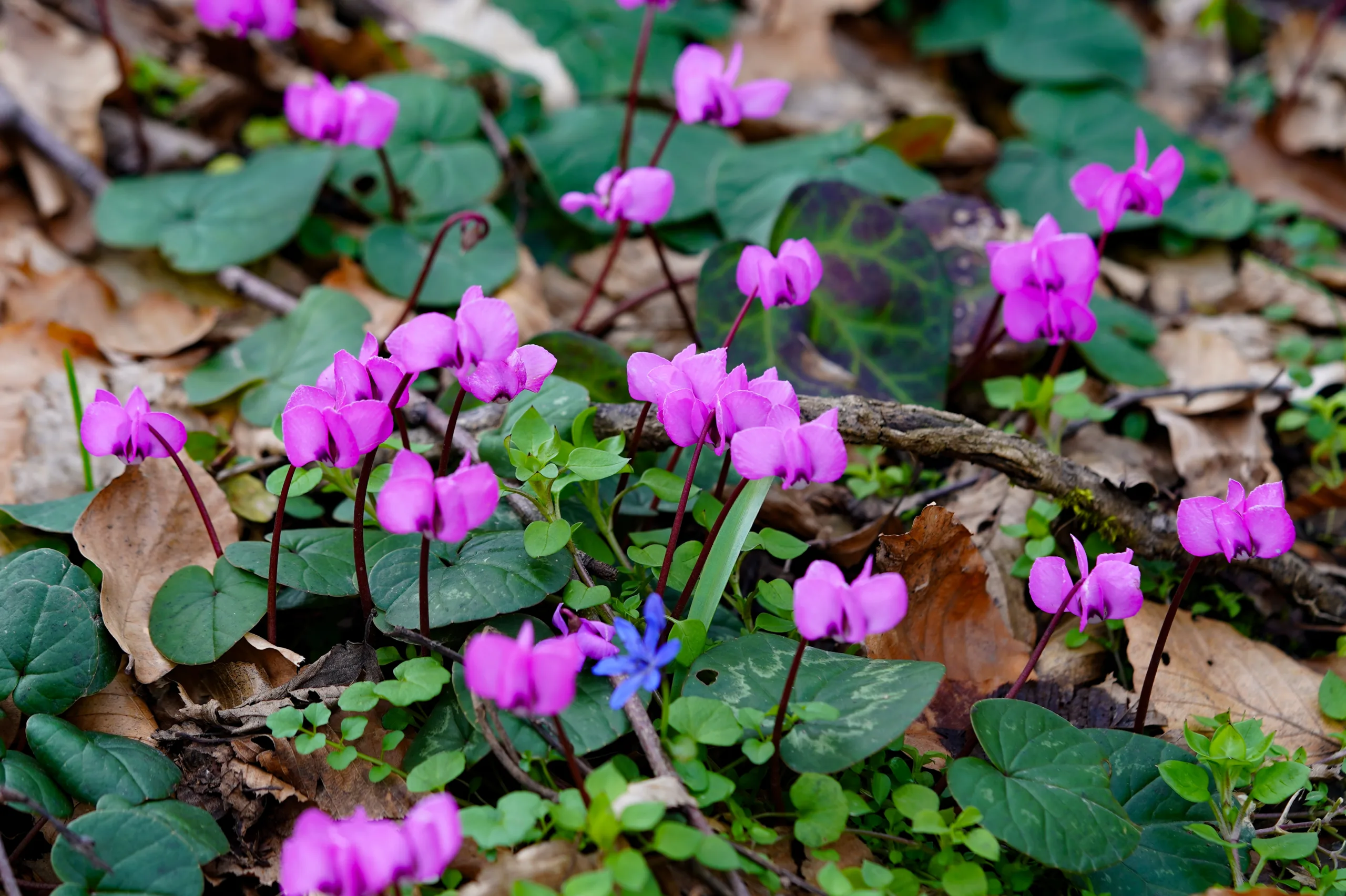 Cyclamen coum