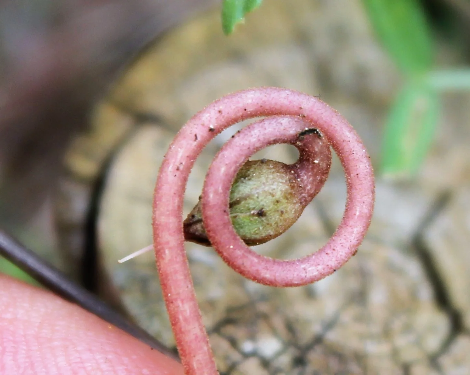 Cyclamen hederifolium