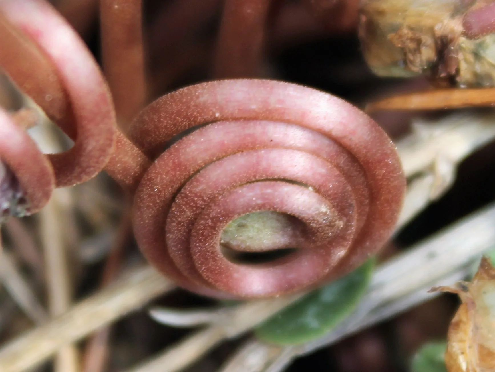 Cyclamen hederifolium