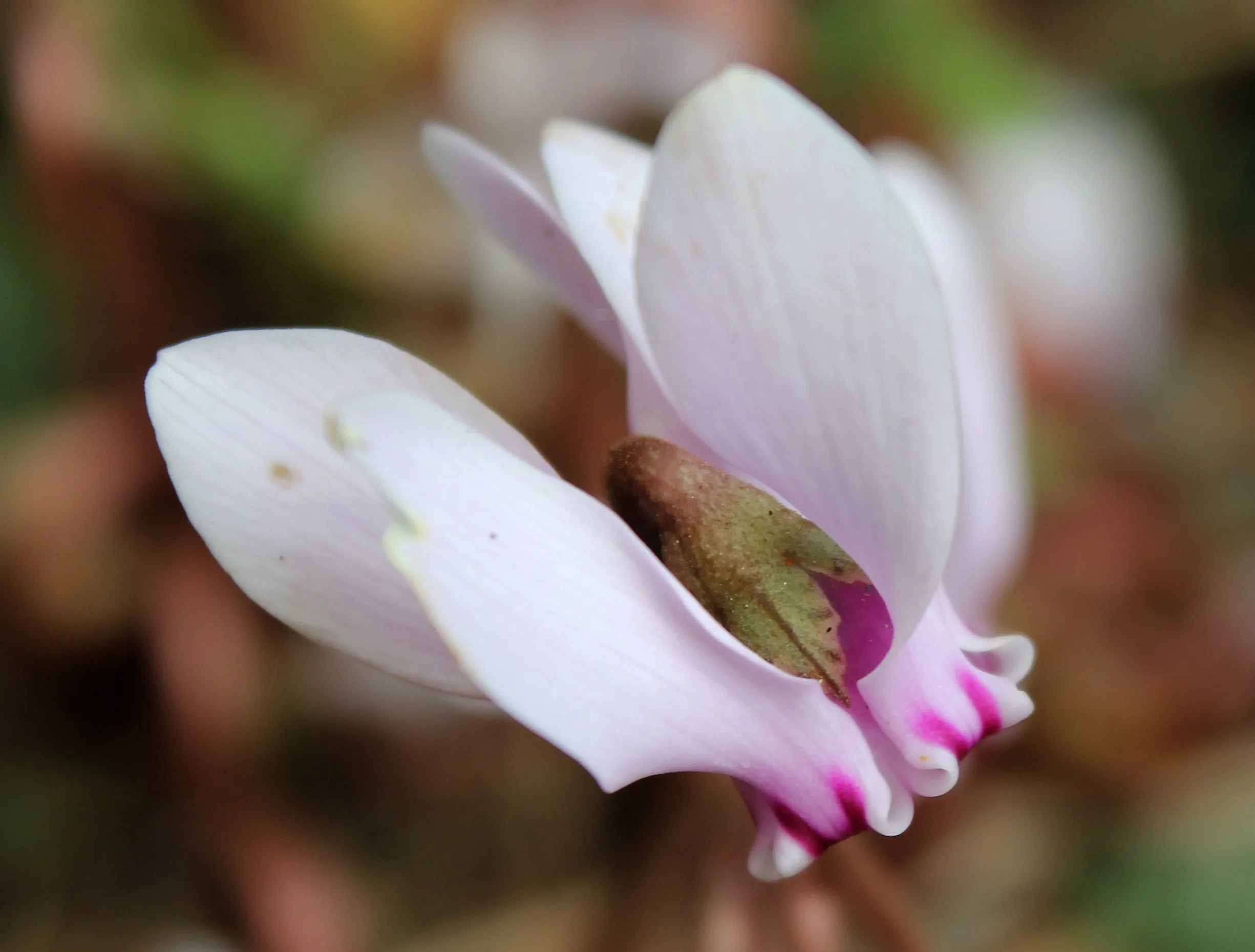 Cyclamen hederifolium