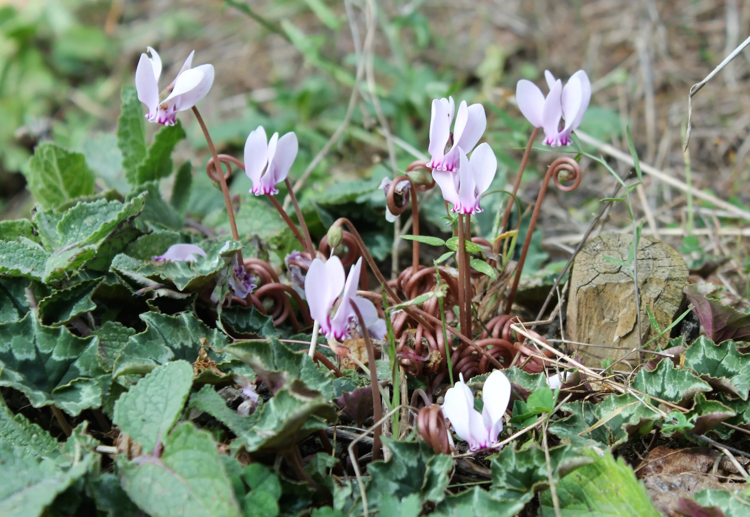Cyclamen hederifolium