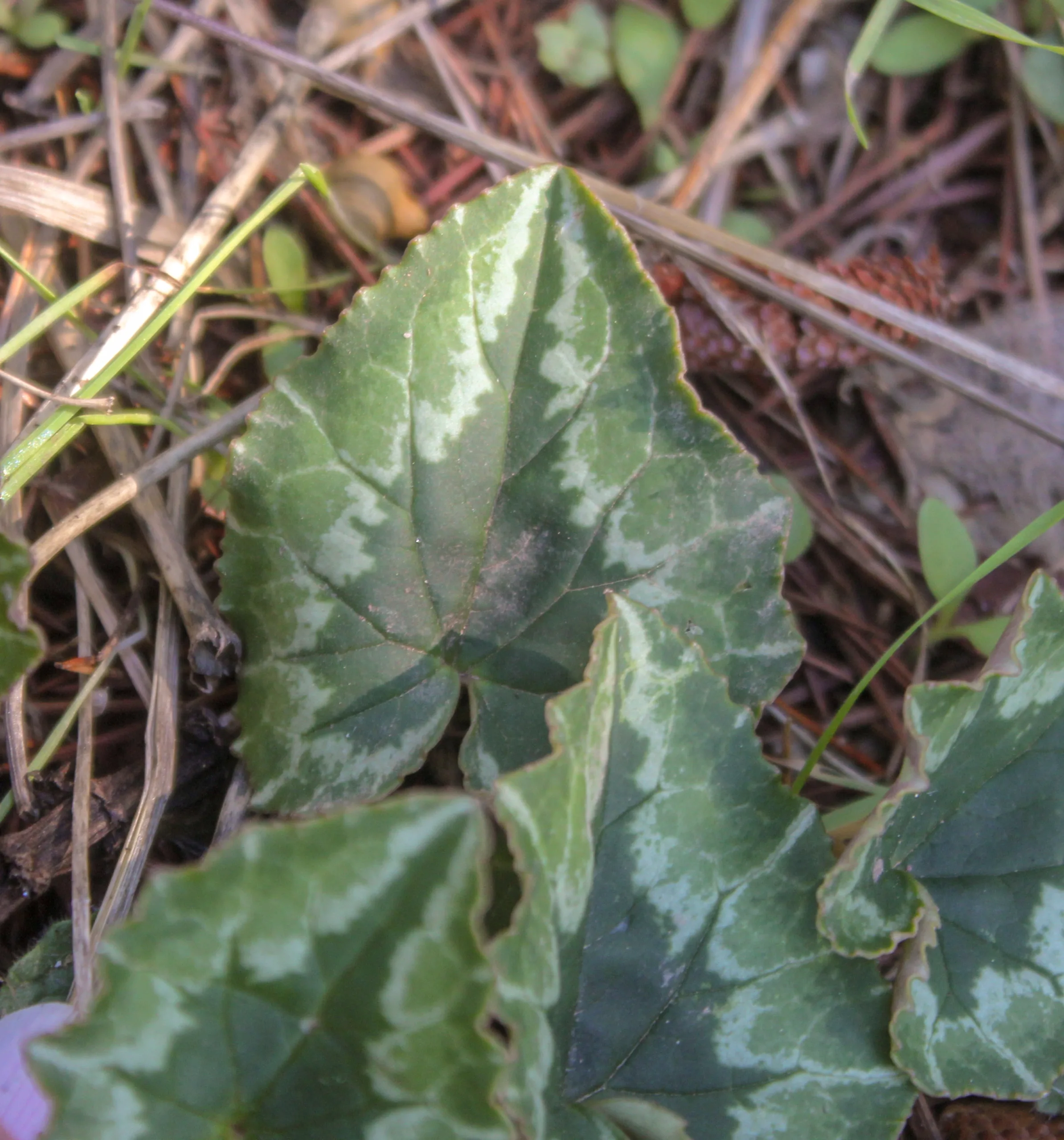 Cyclamen hederifolium