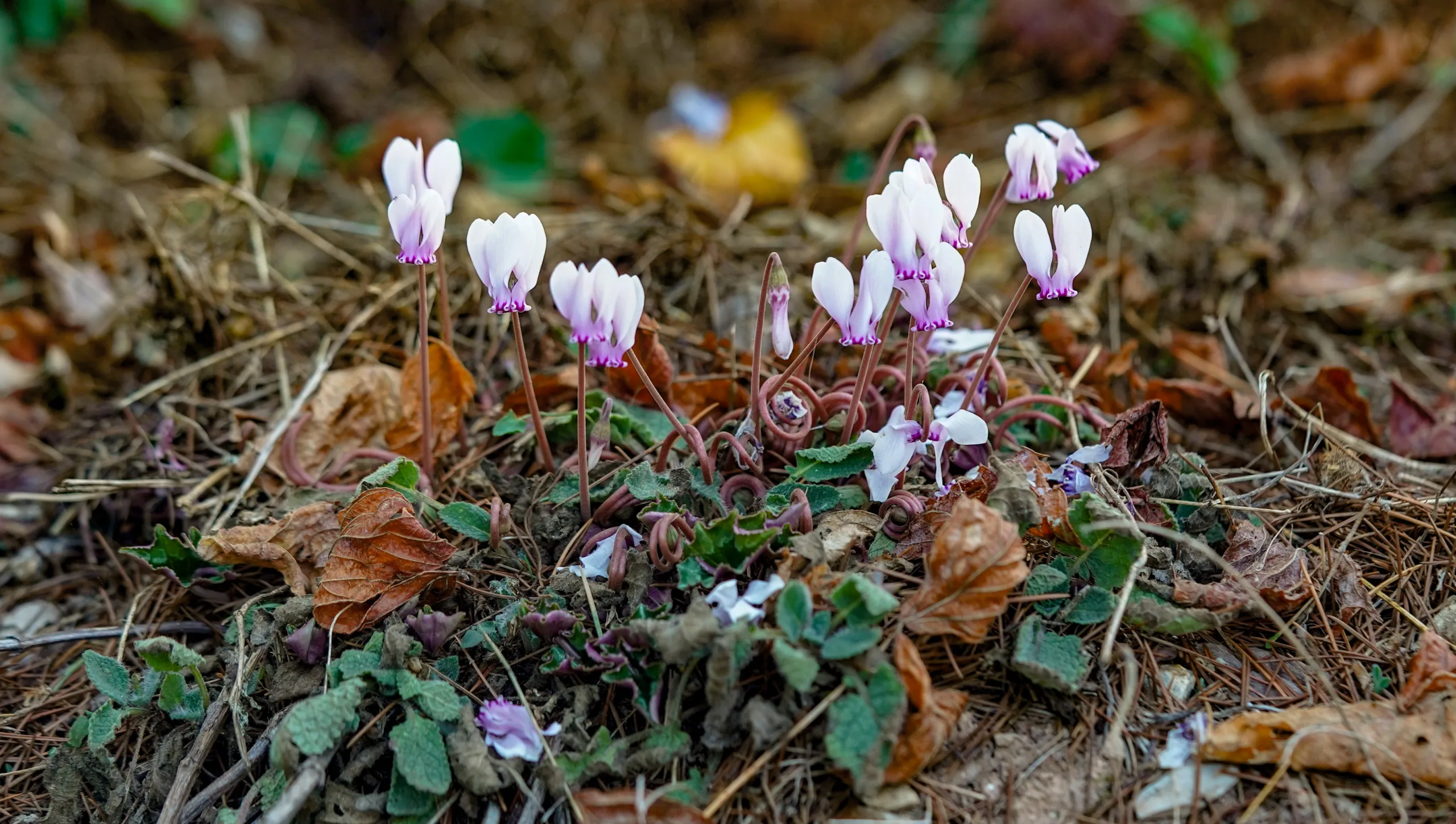 Cyclamen hederifolium