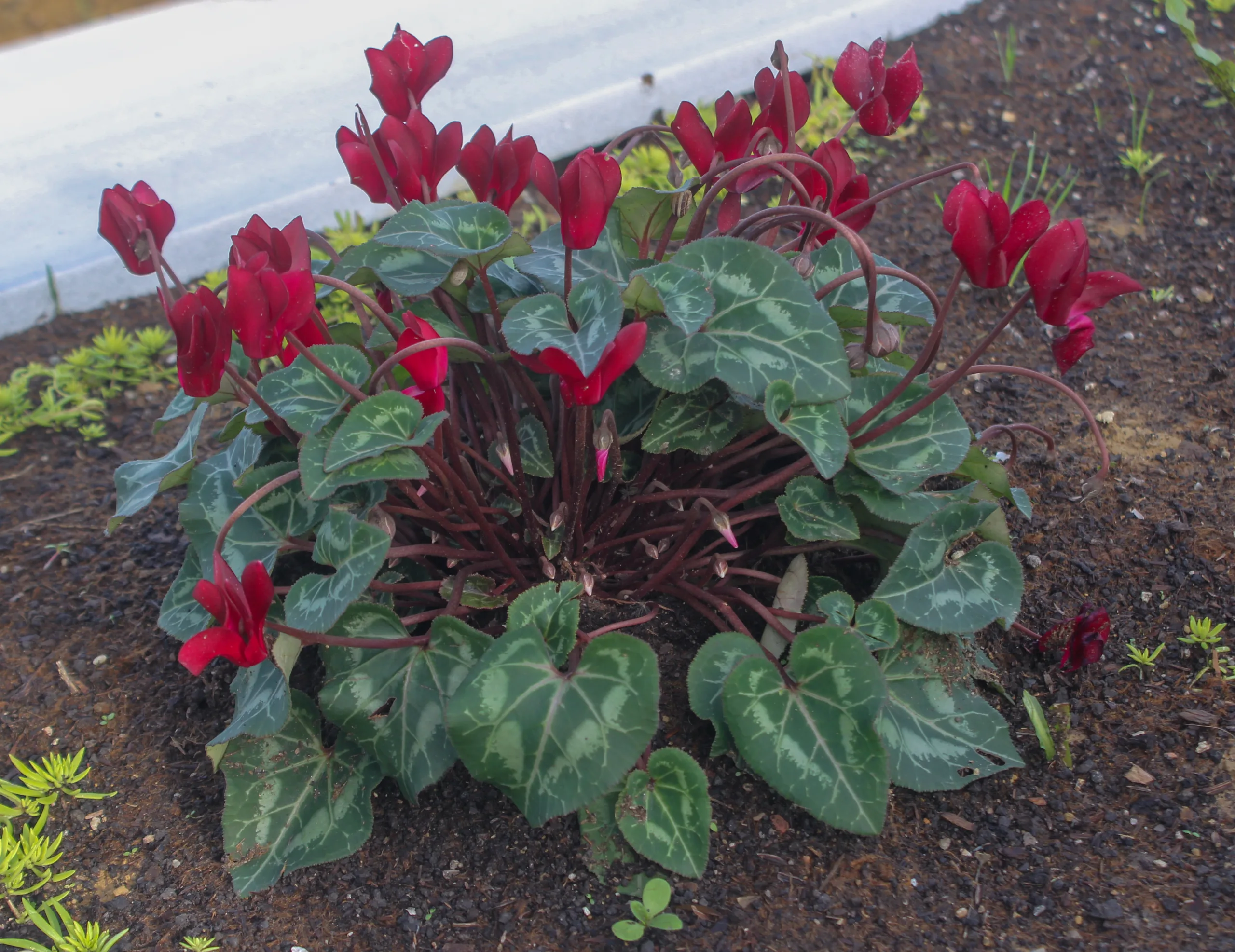 Cyclamen persicum