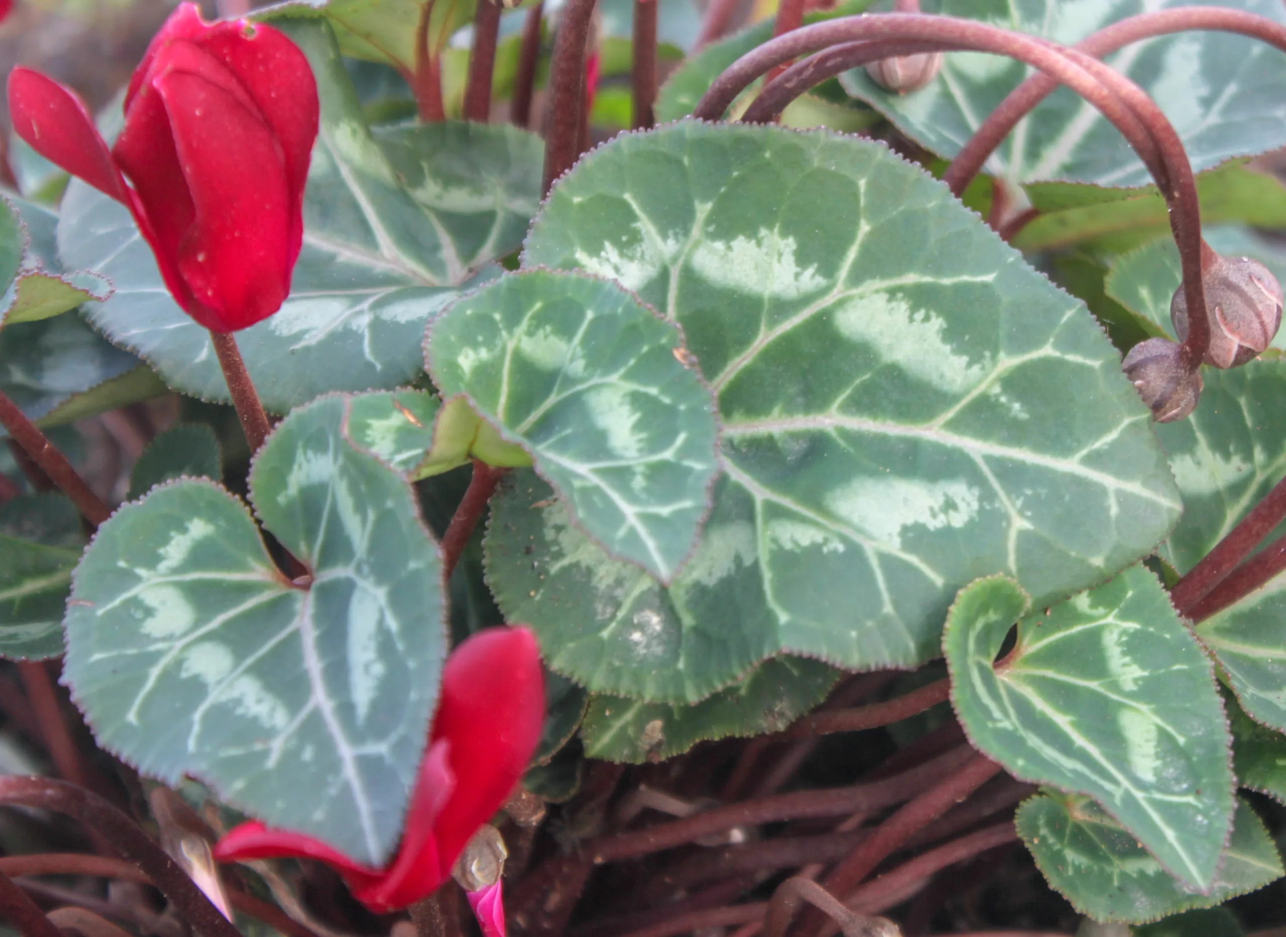Cyclamen persicum