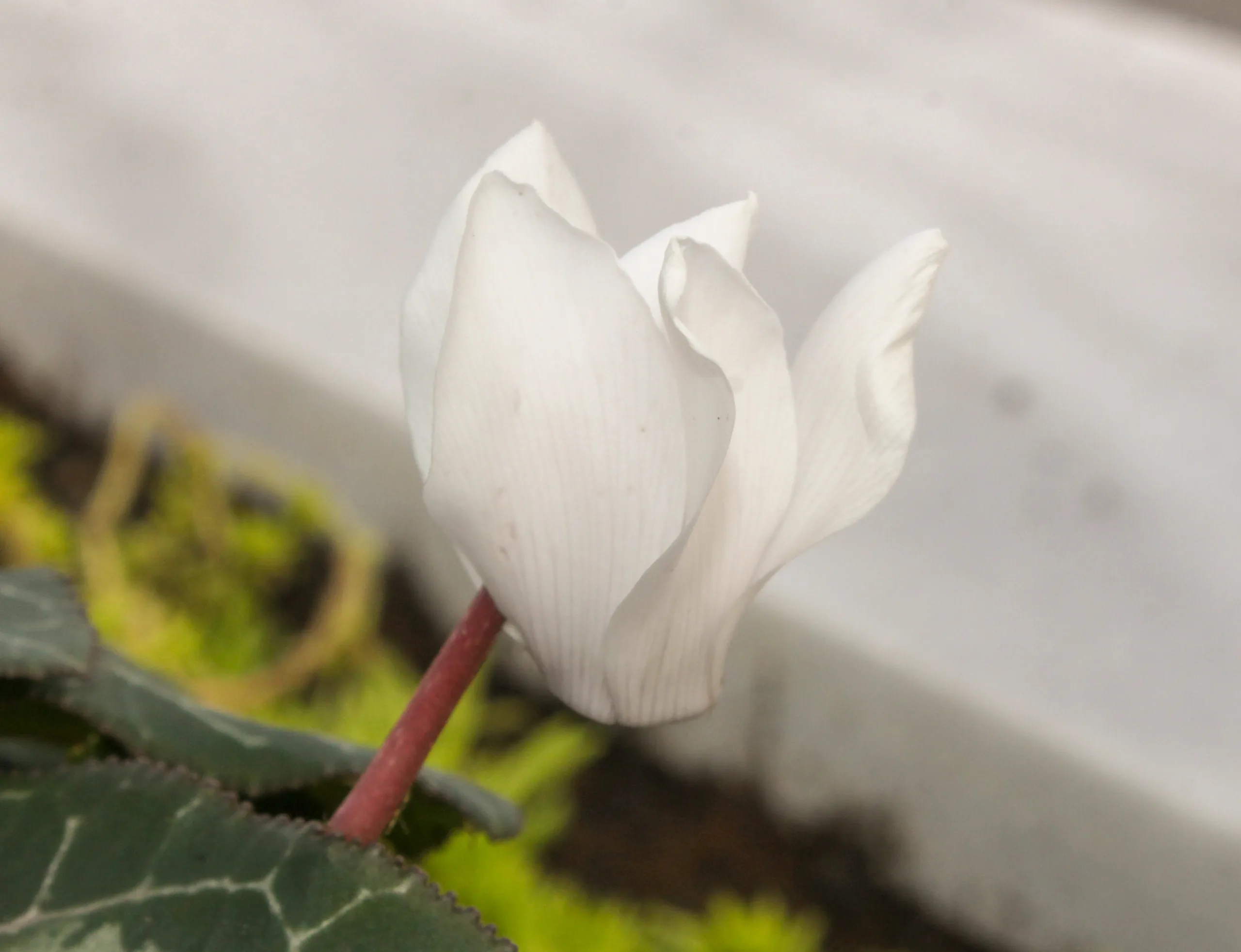 Cyclamen persicum