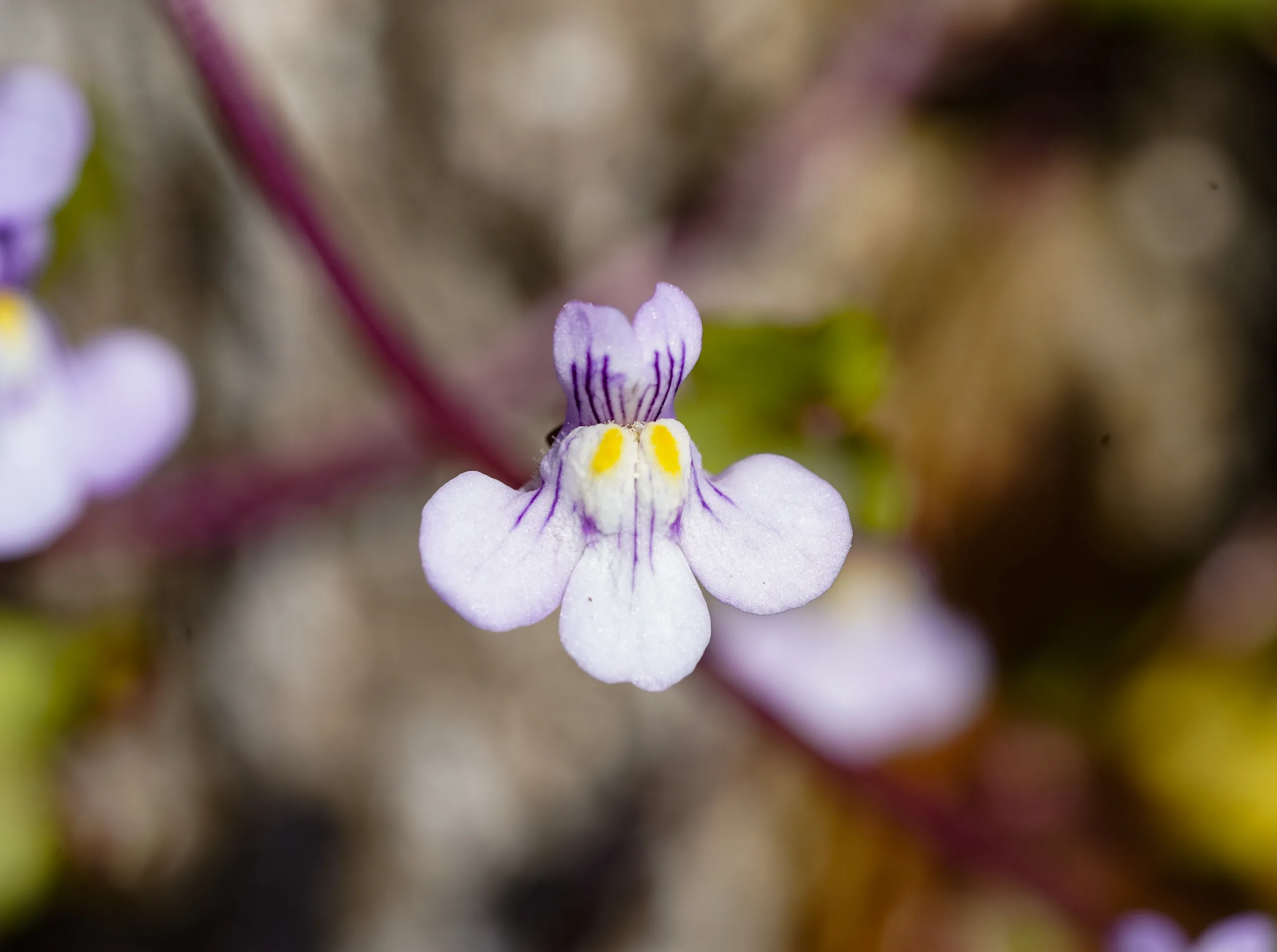 Cymbalaria (Nakkaşotu)
