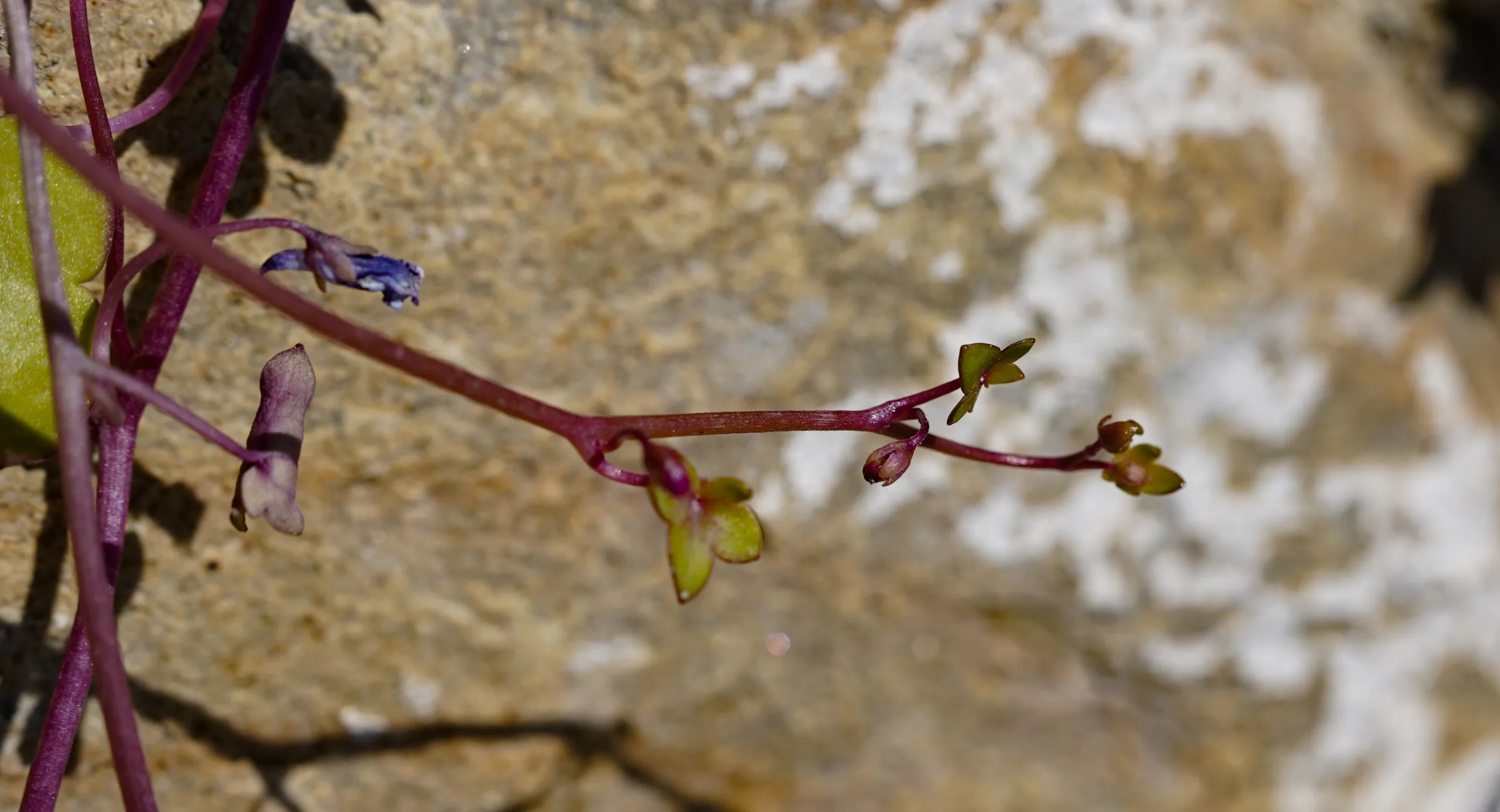 Cymbalaria muralis
