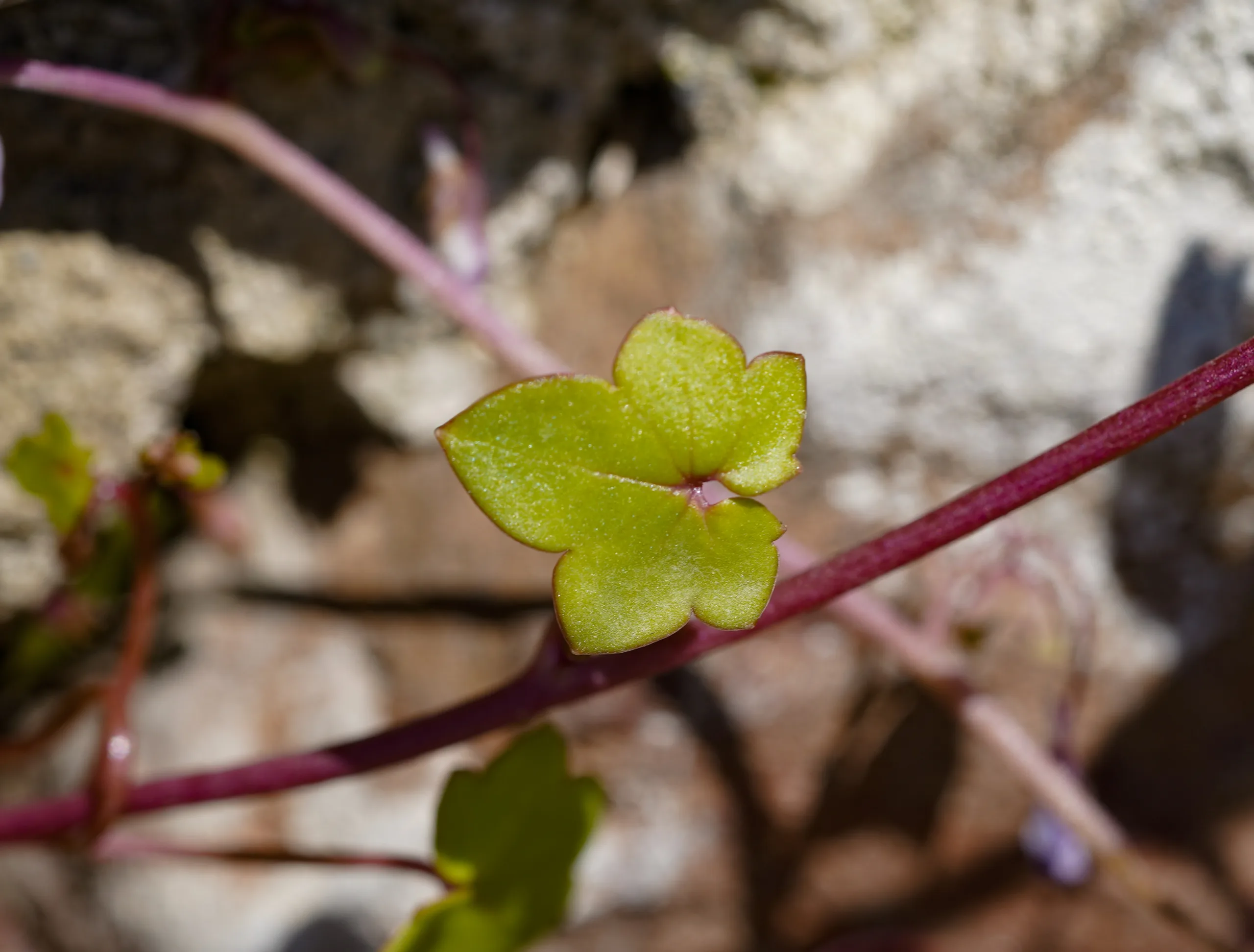 Cymbalaria muralis
