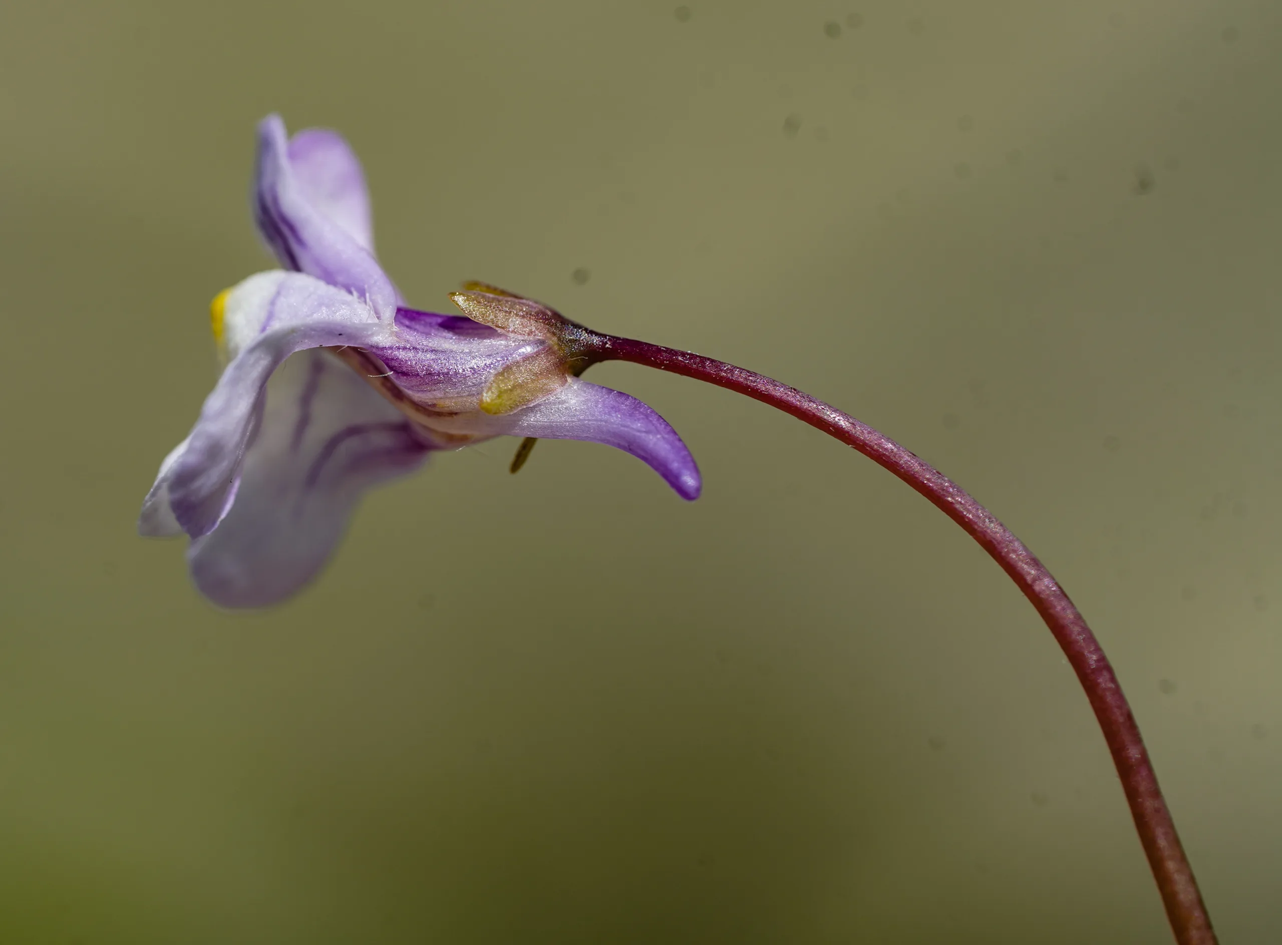 Cymbalaria muralis