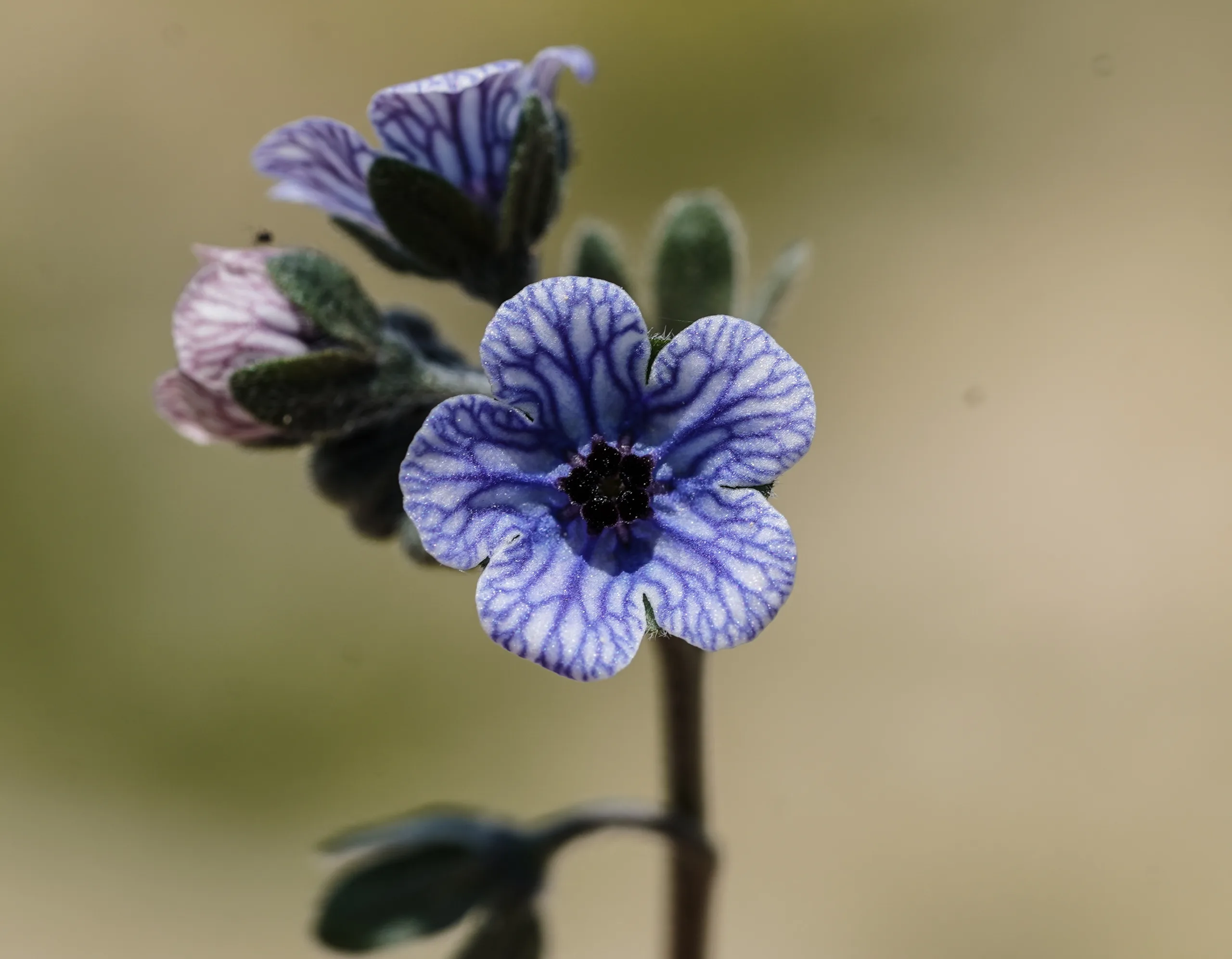 Cynoglossum creticum