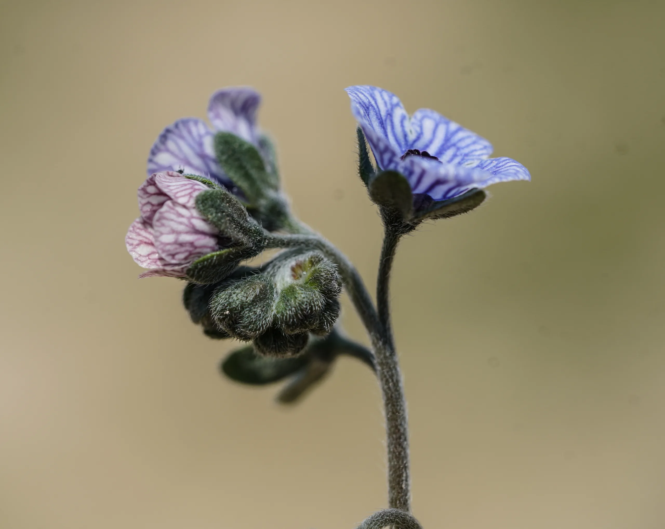Cynoglossum creticum