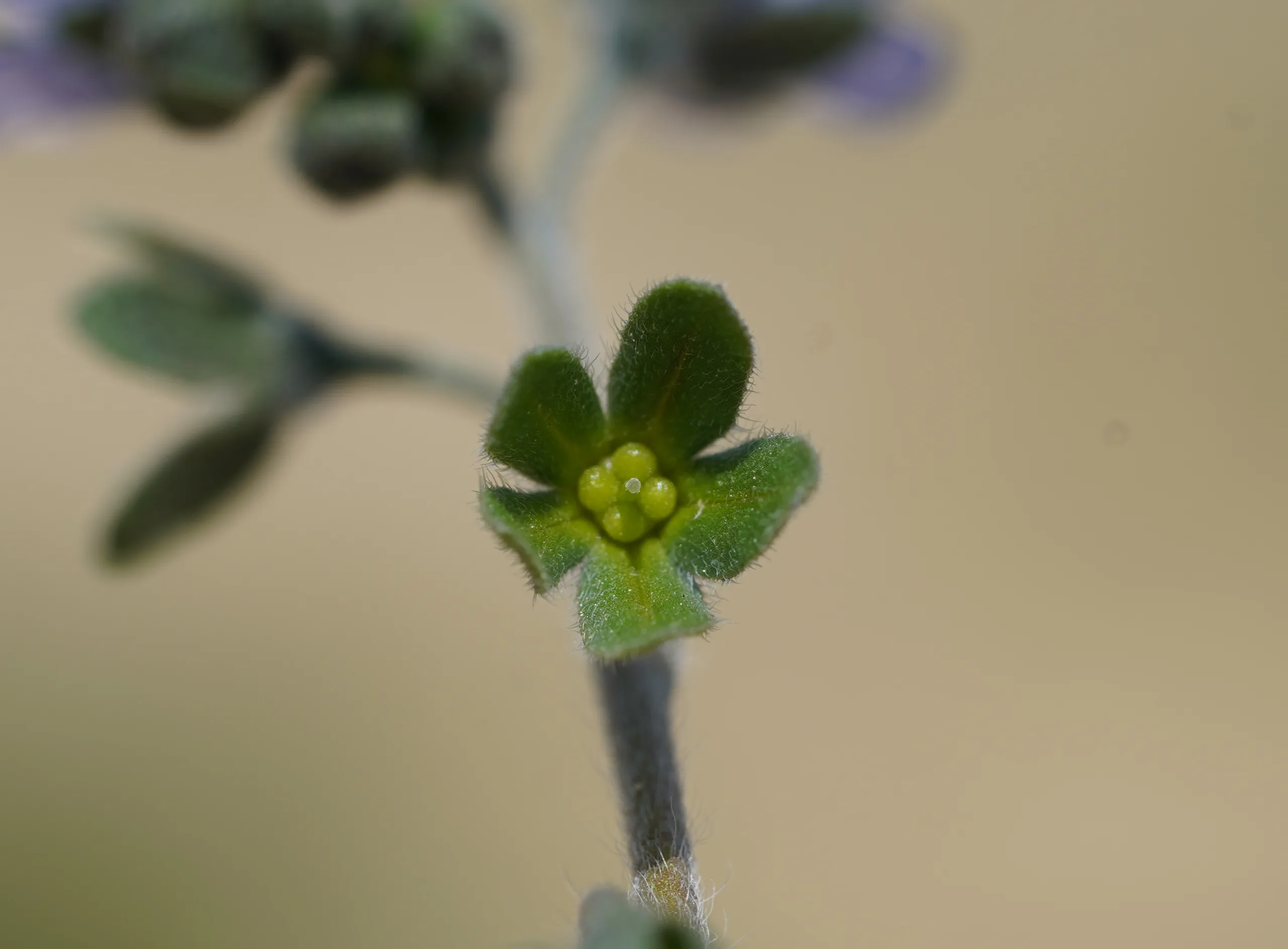 Cynoglossum creticum
