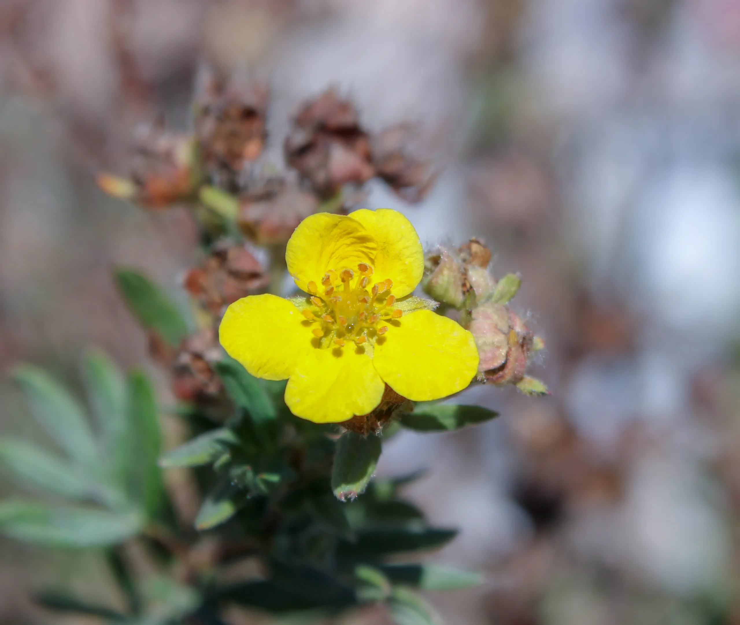 Dasiphora fruticosa