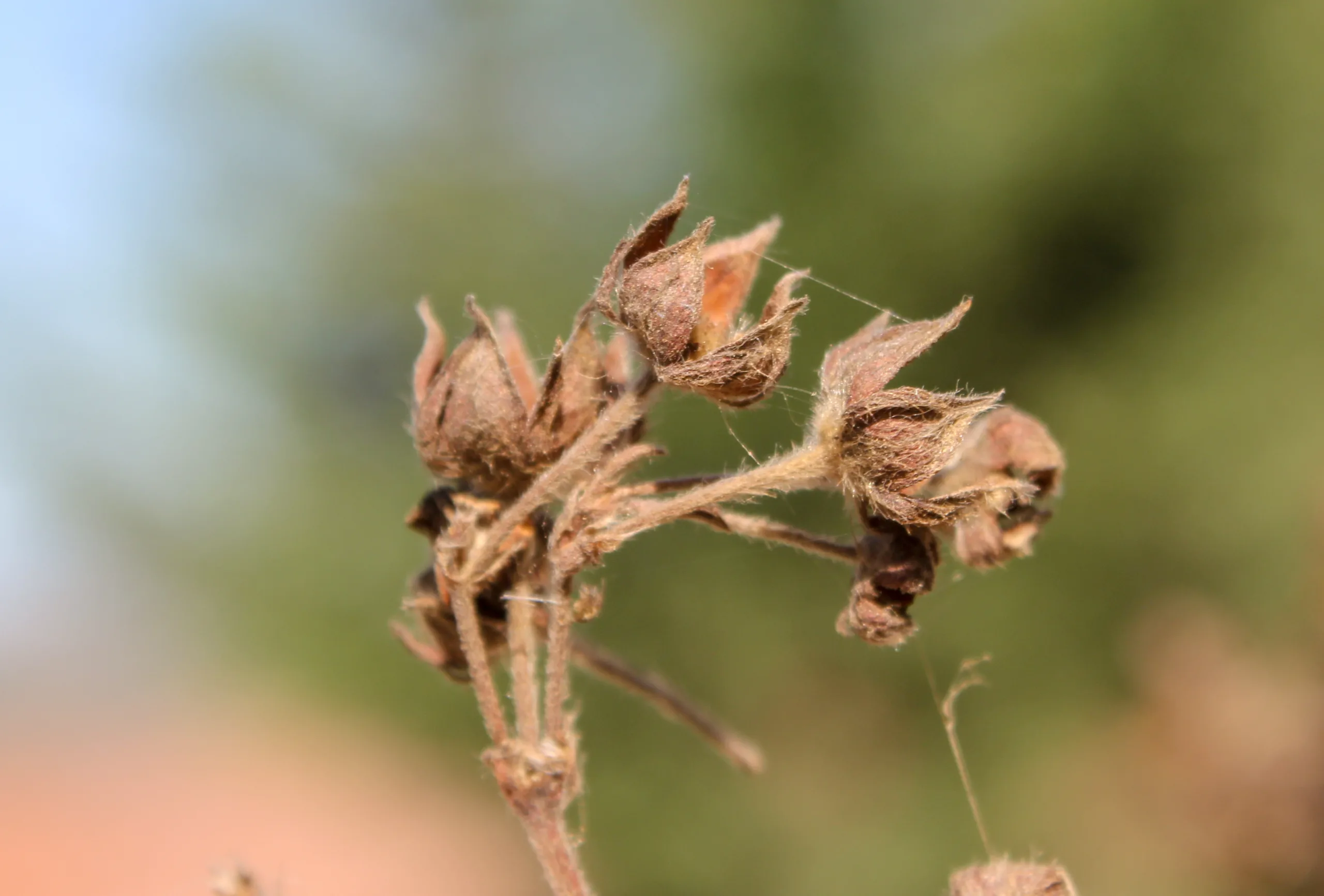 Dasiphora fruticosa