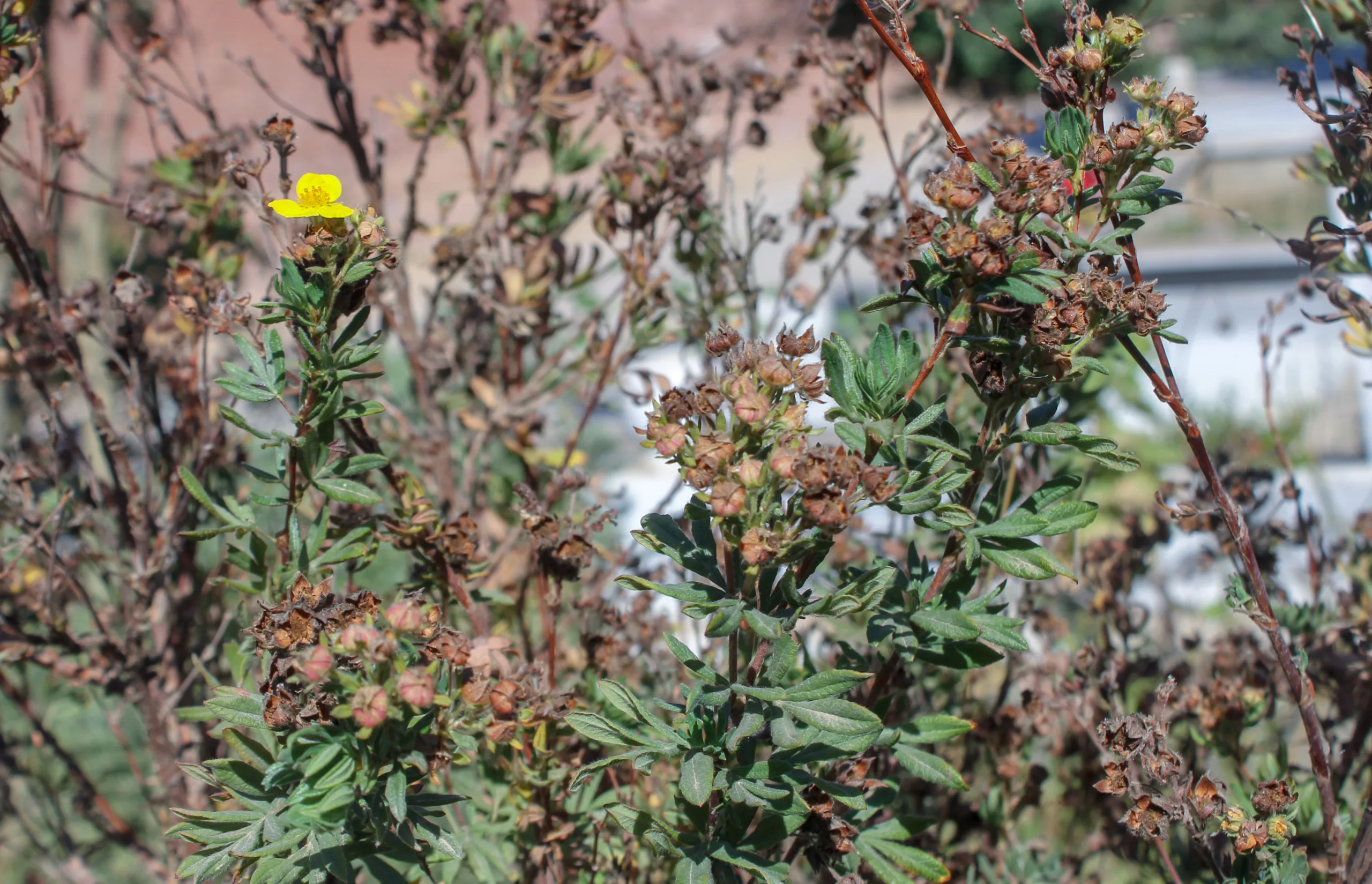 Dasiphora fruticosa