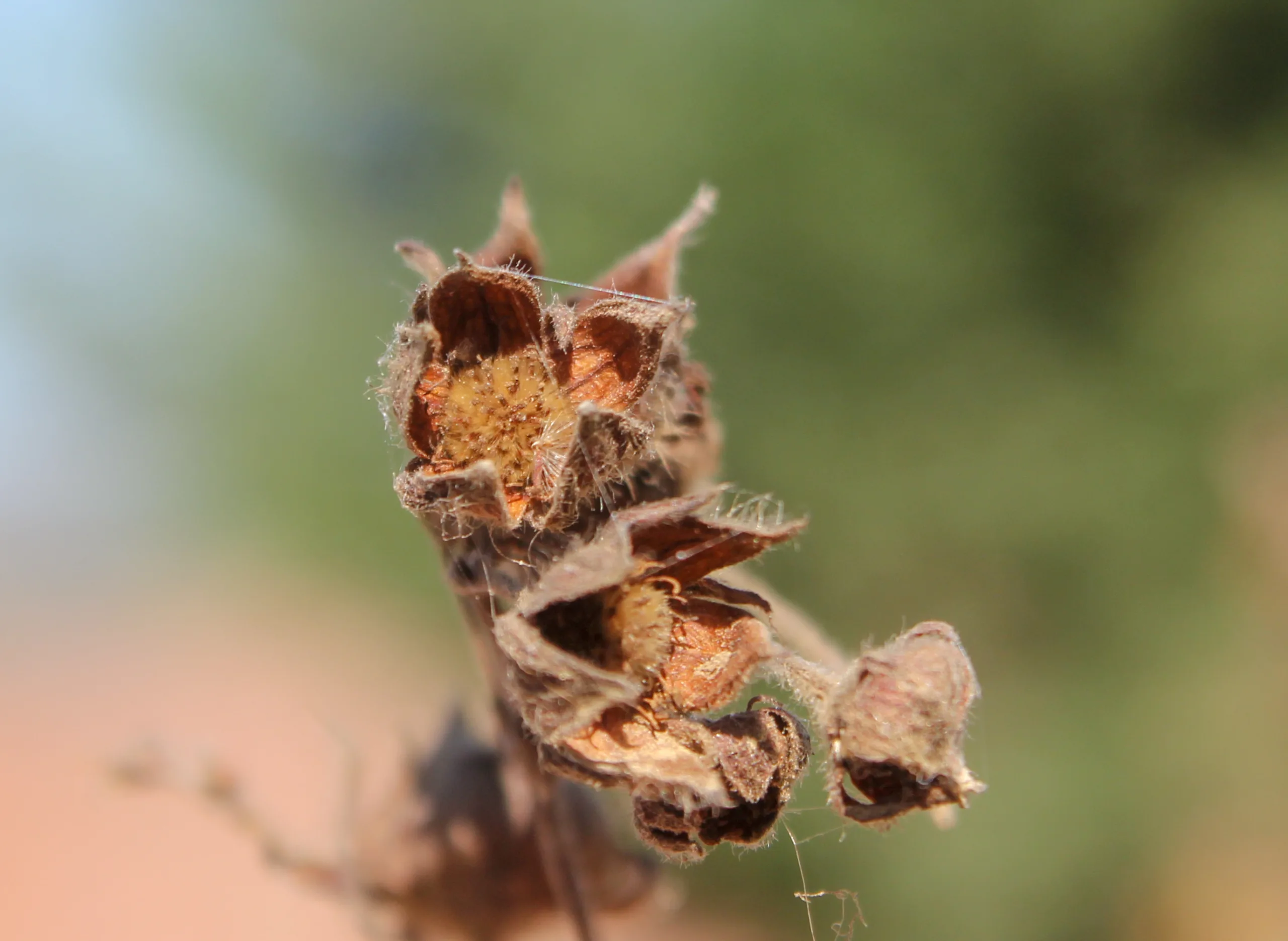 Dasiphora fruticosa