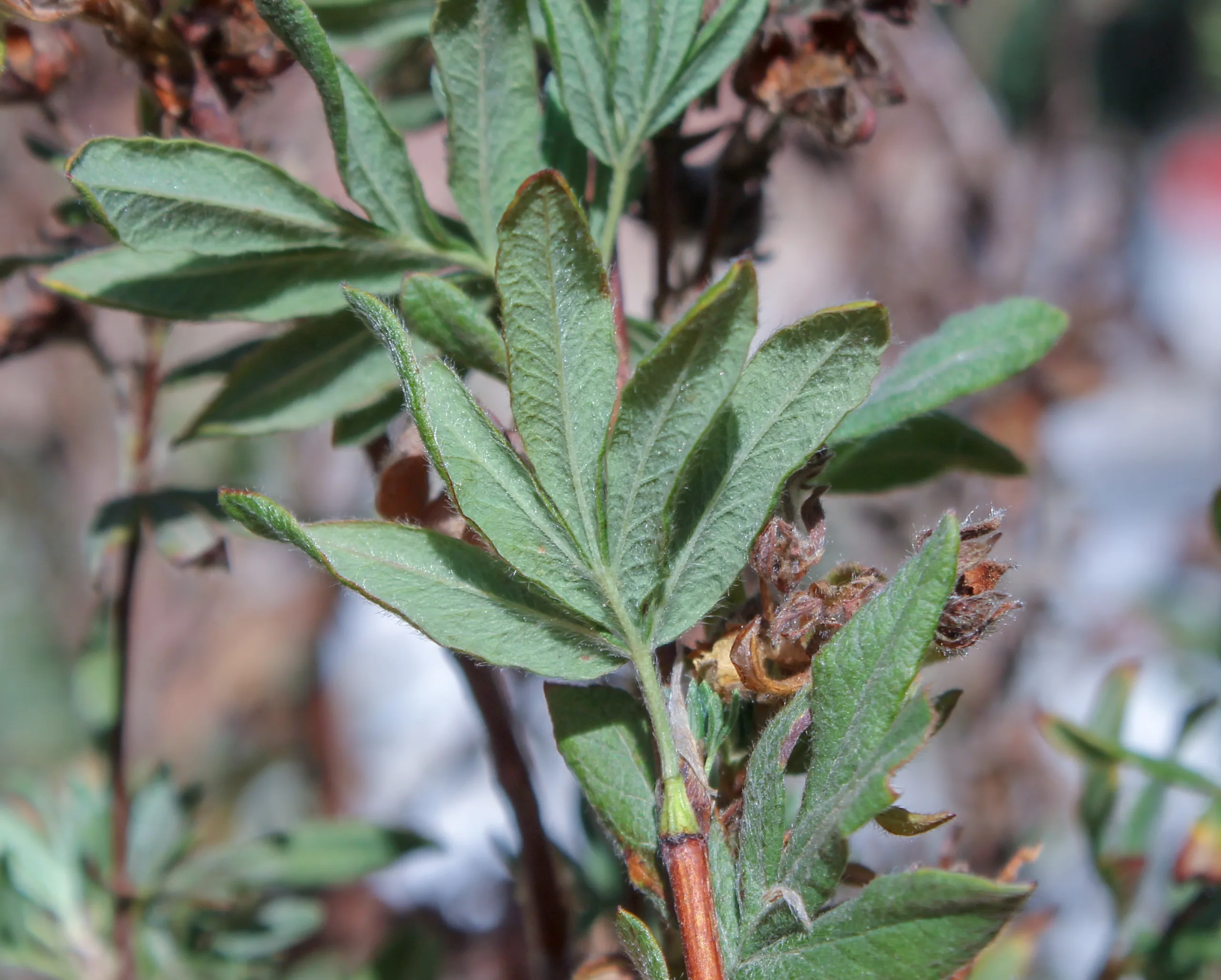 Dasiphora fruticosa