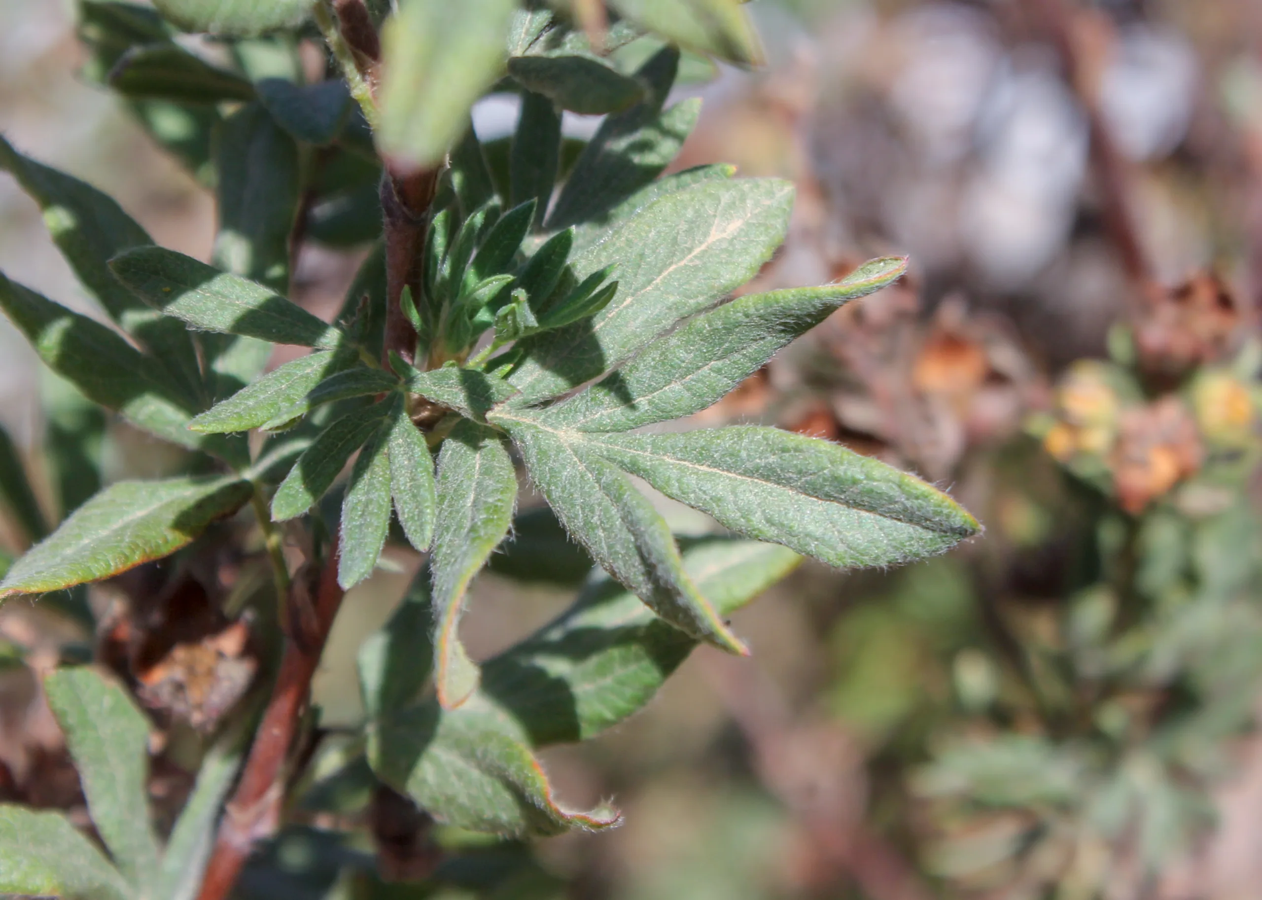 Dasiphora fruticosa
