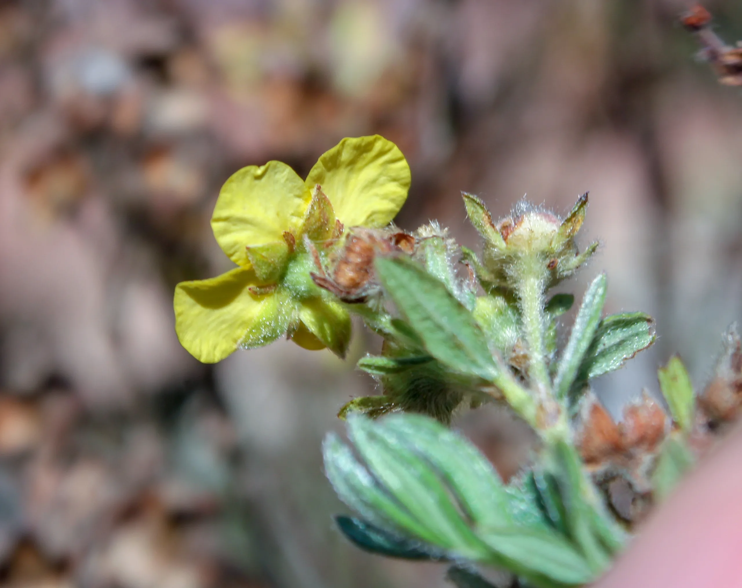 Dasiphora fruticosa
