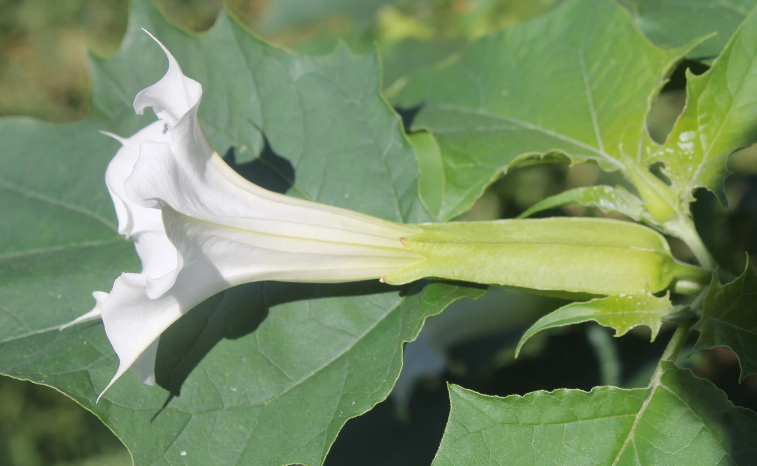 Datura stramonium