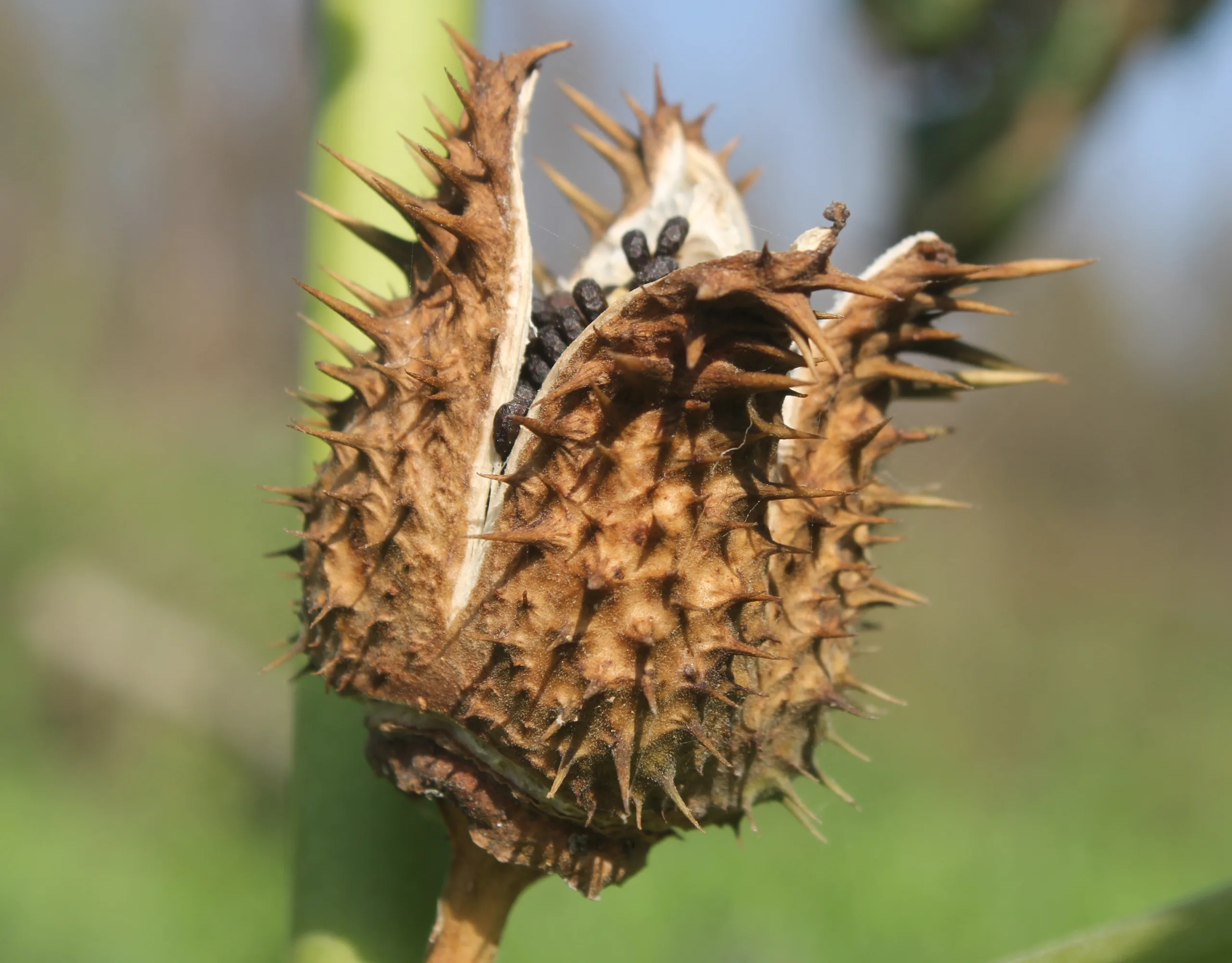 Datura stramonium