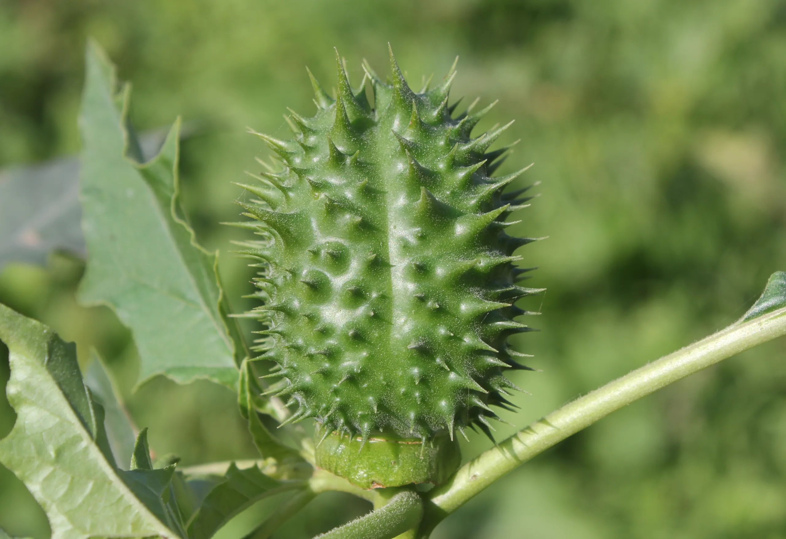 Datura stramonium