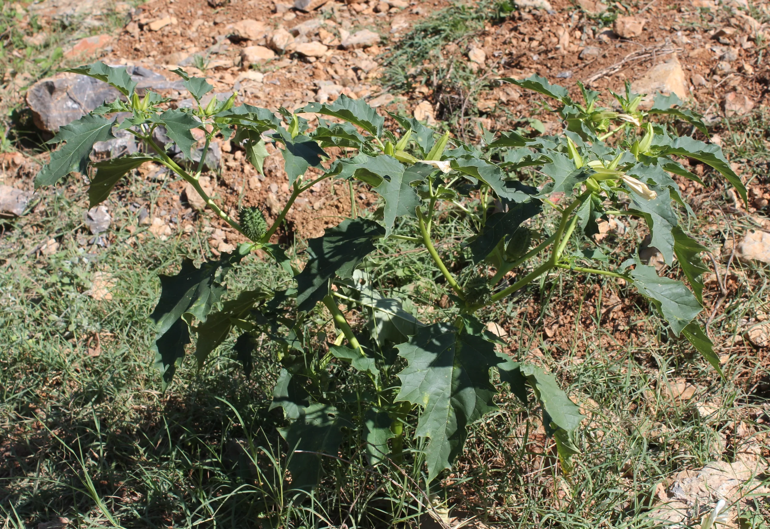 Datura stramonium