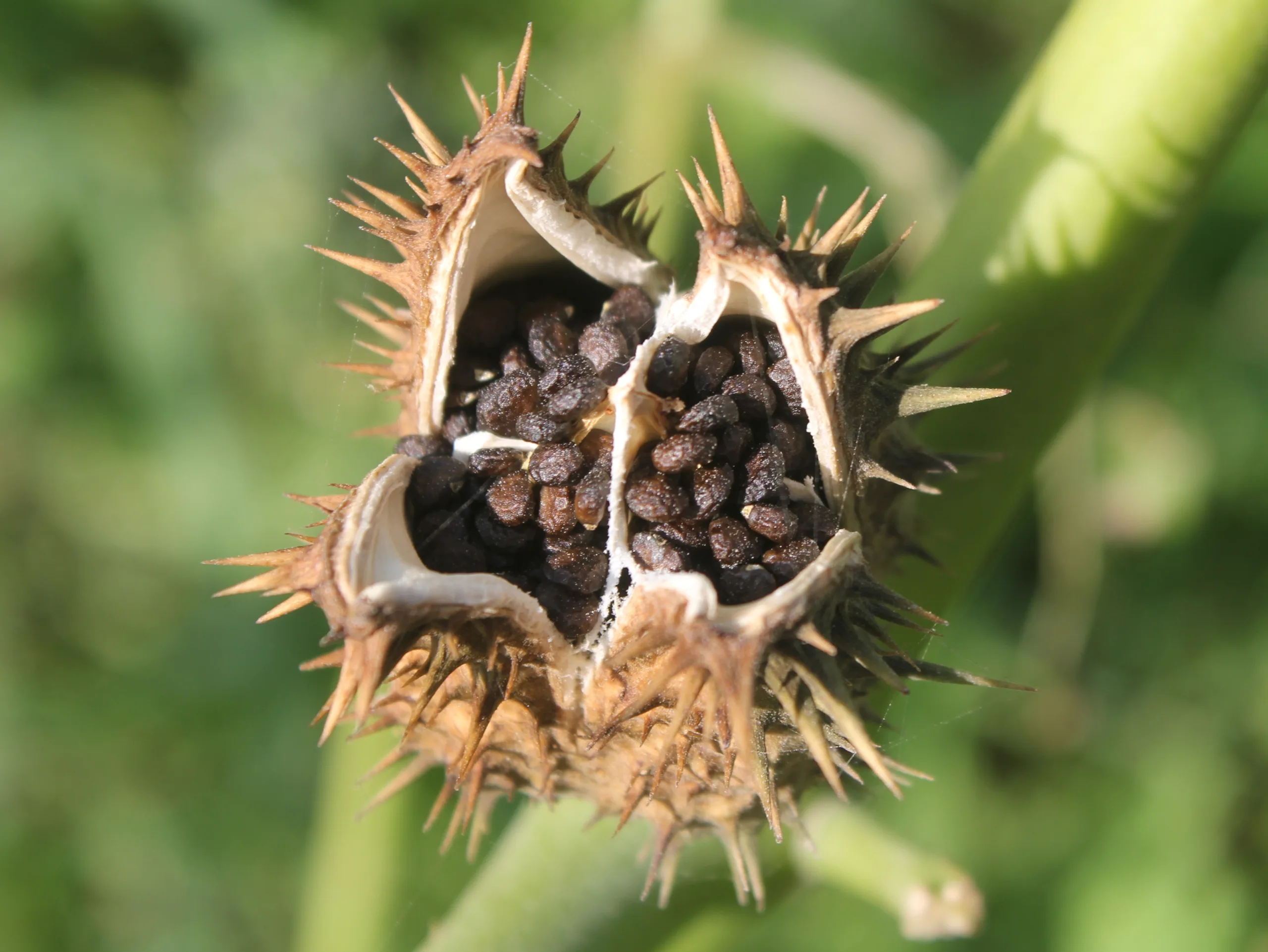 Datura stramonium