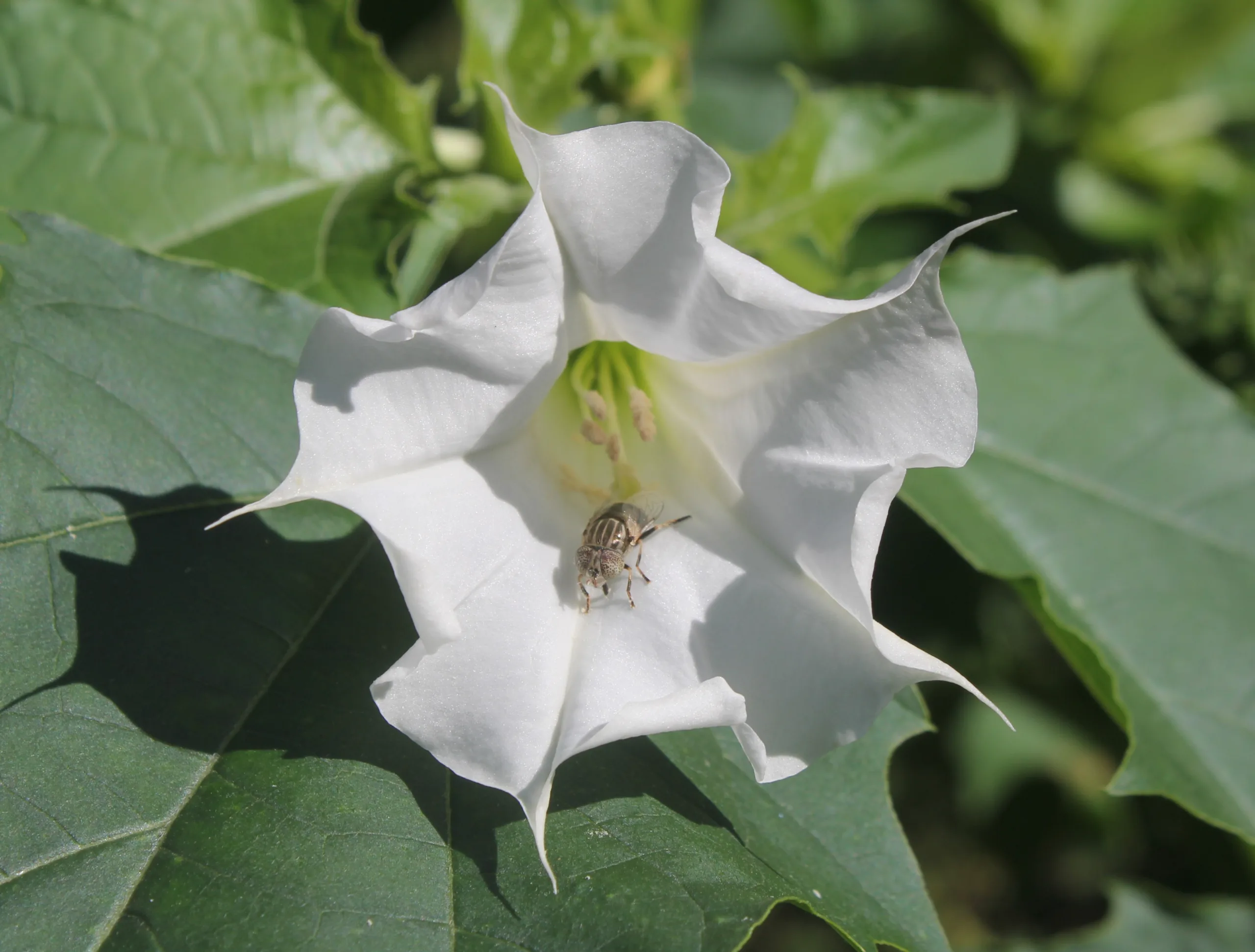 Datura stramonium