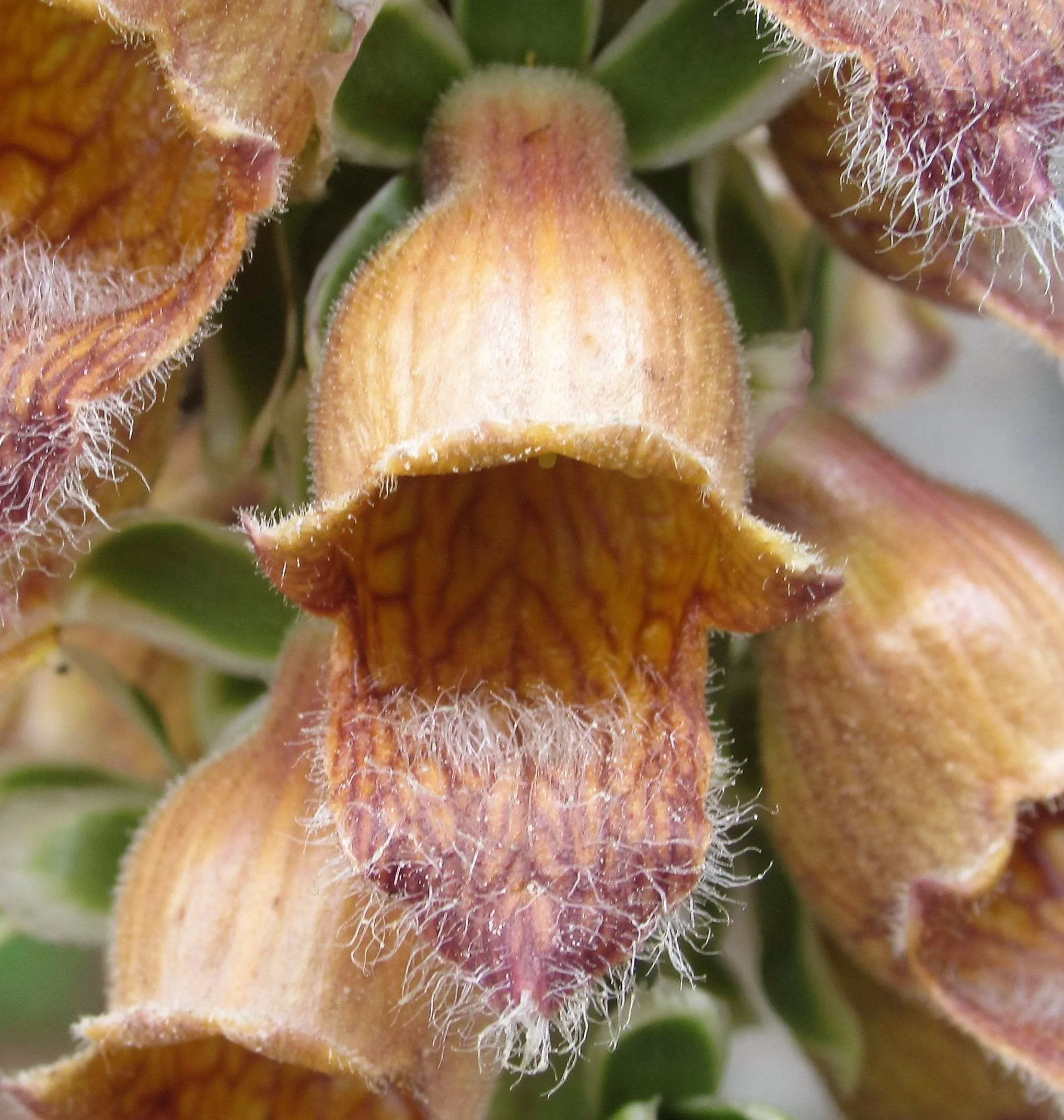 Digitalis (Yüksükotu)
