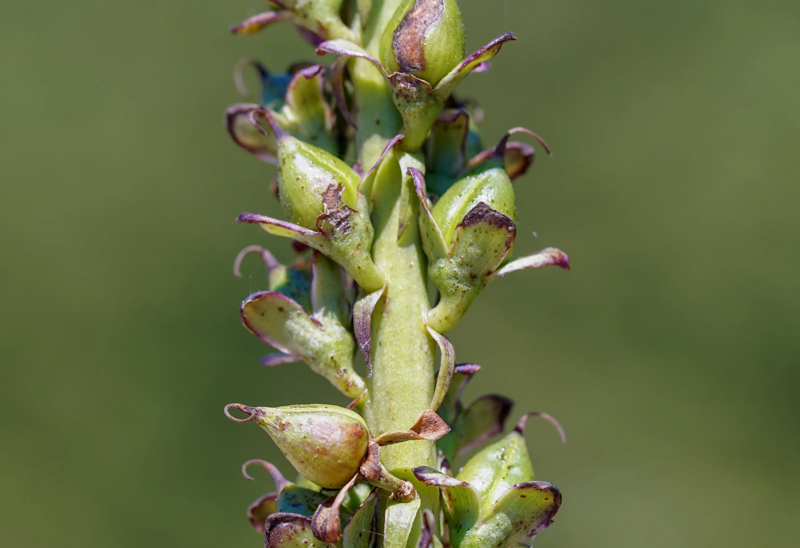 Digitalis ferruginea
