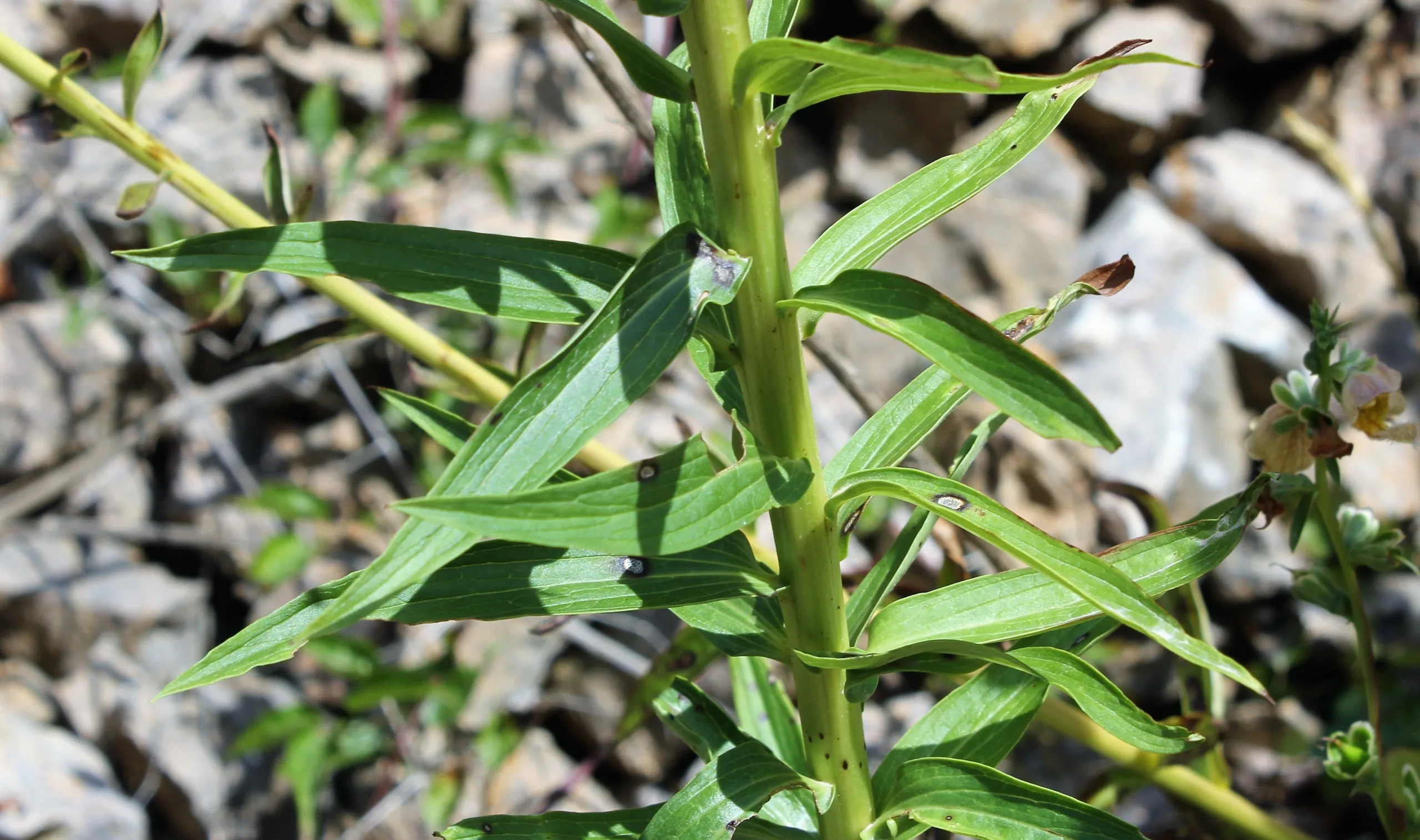 Digitalis ferruginea