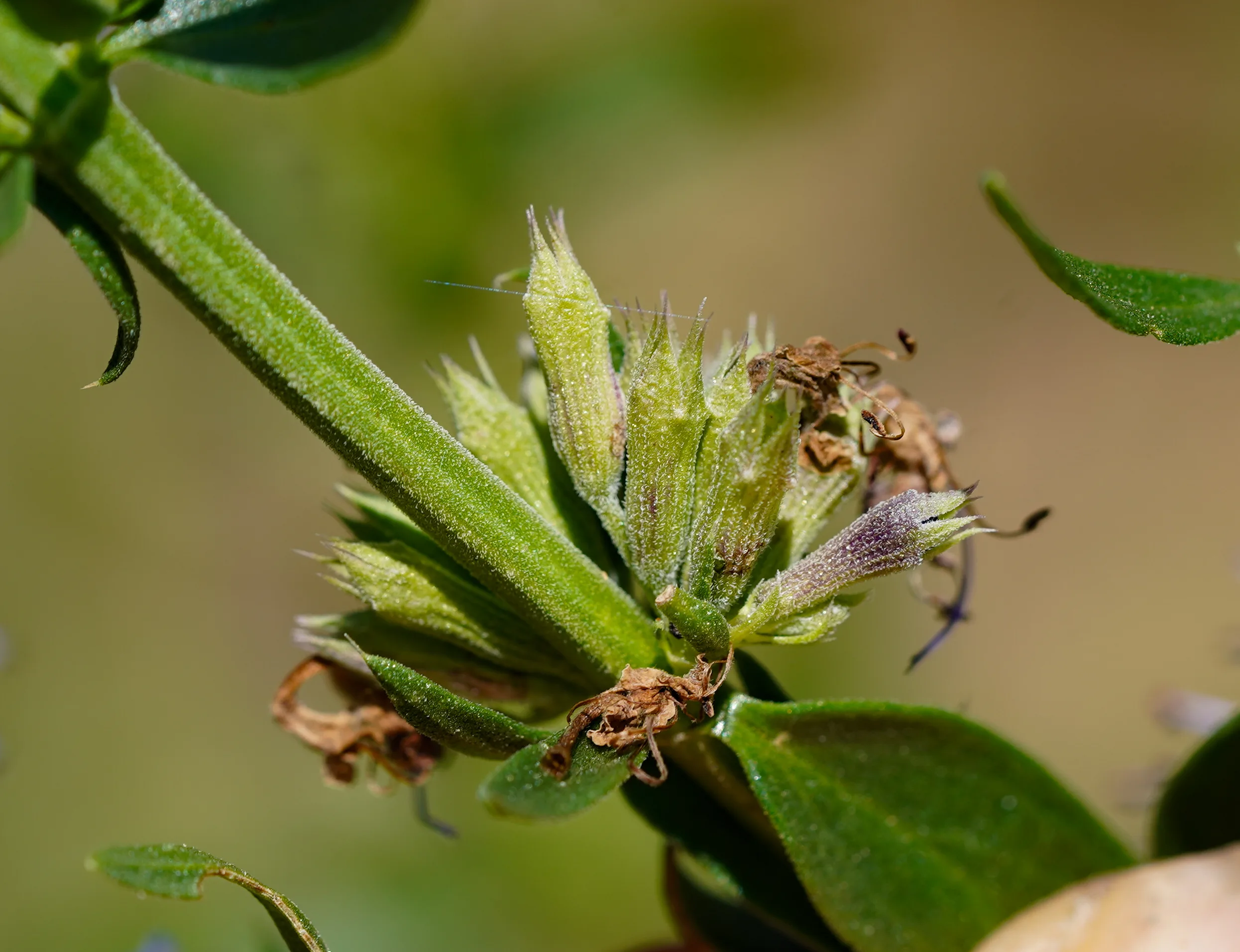 Dracocephalum officinale