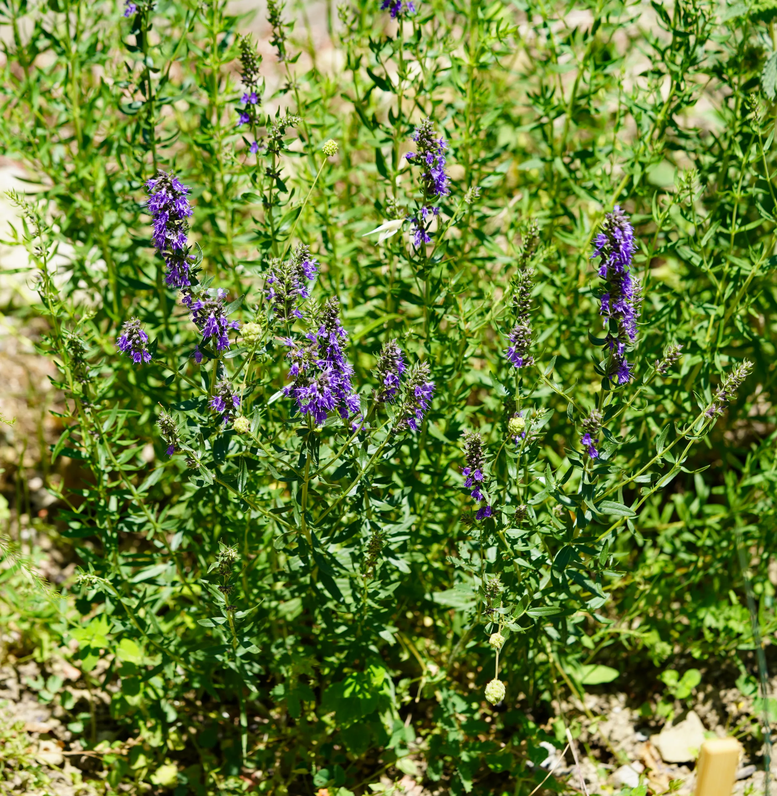 Dracocephalum officinale