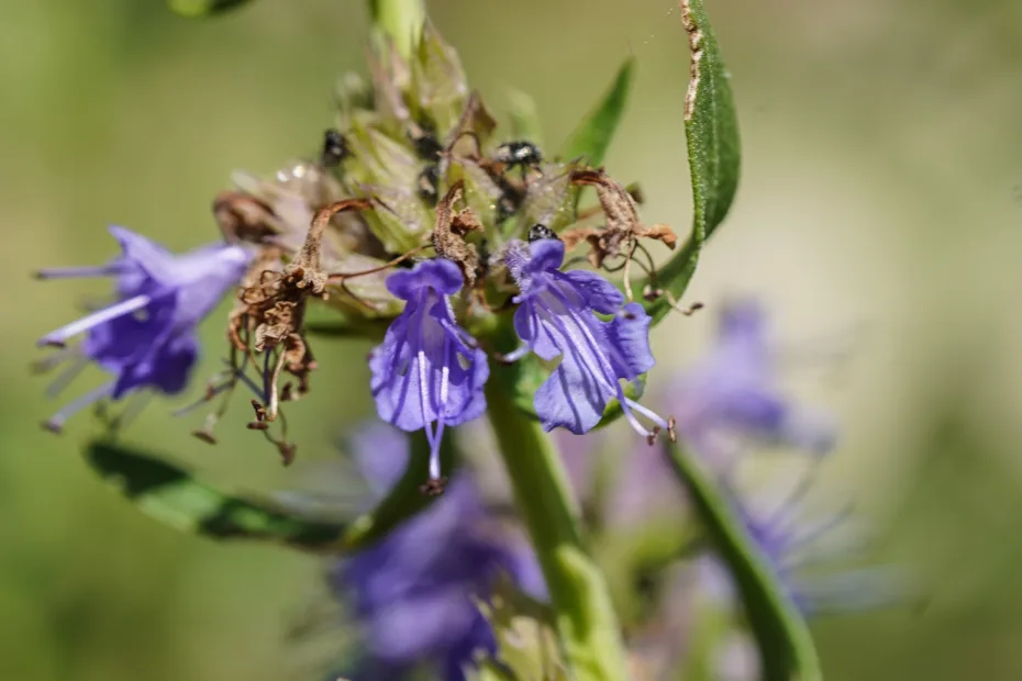 Dracocephalum officinale