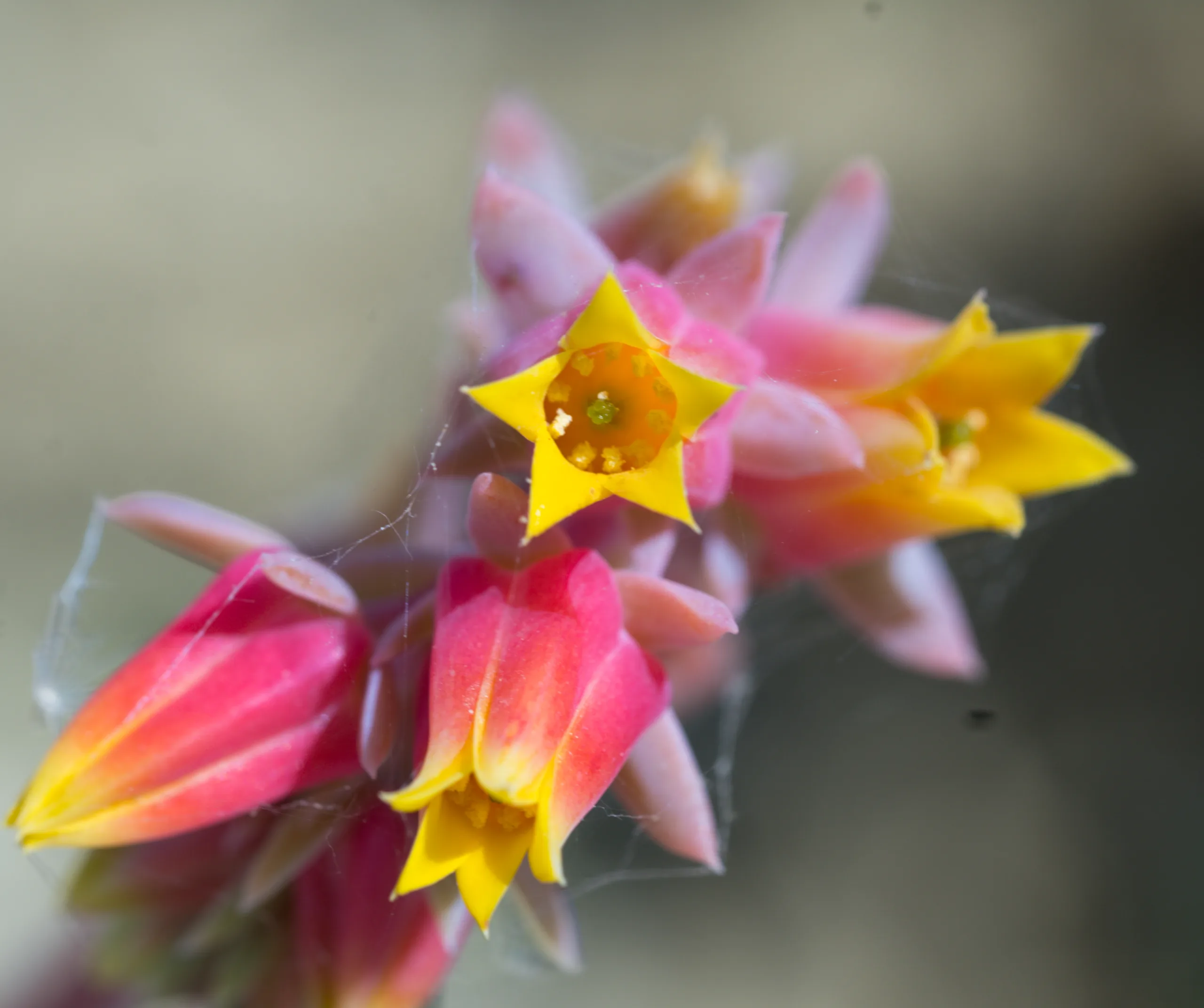 Echeveria secunda (Aşkın gözyaşları)