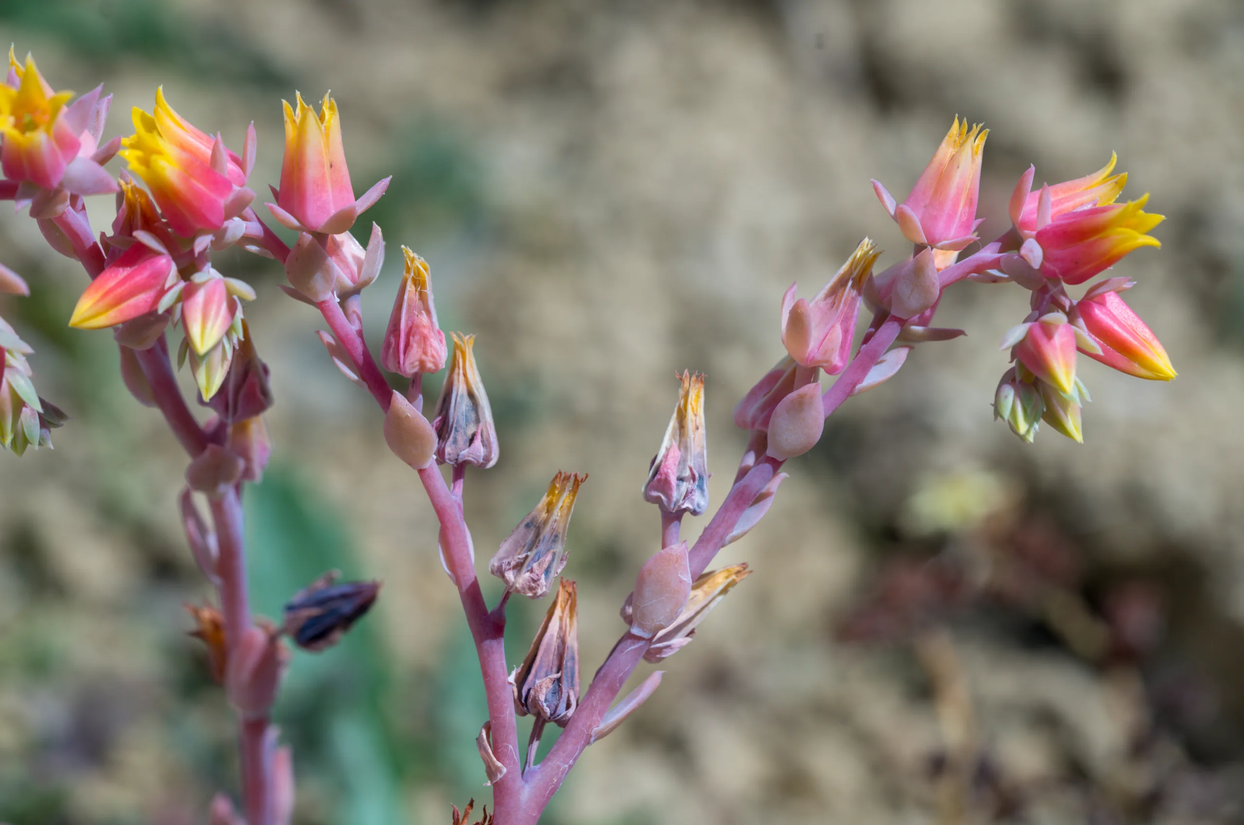 Echeveria secunda