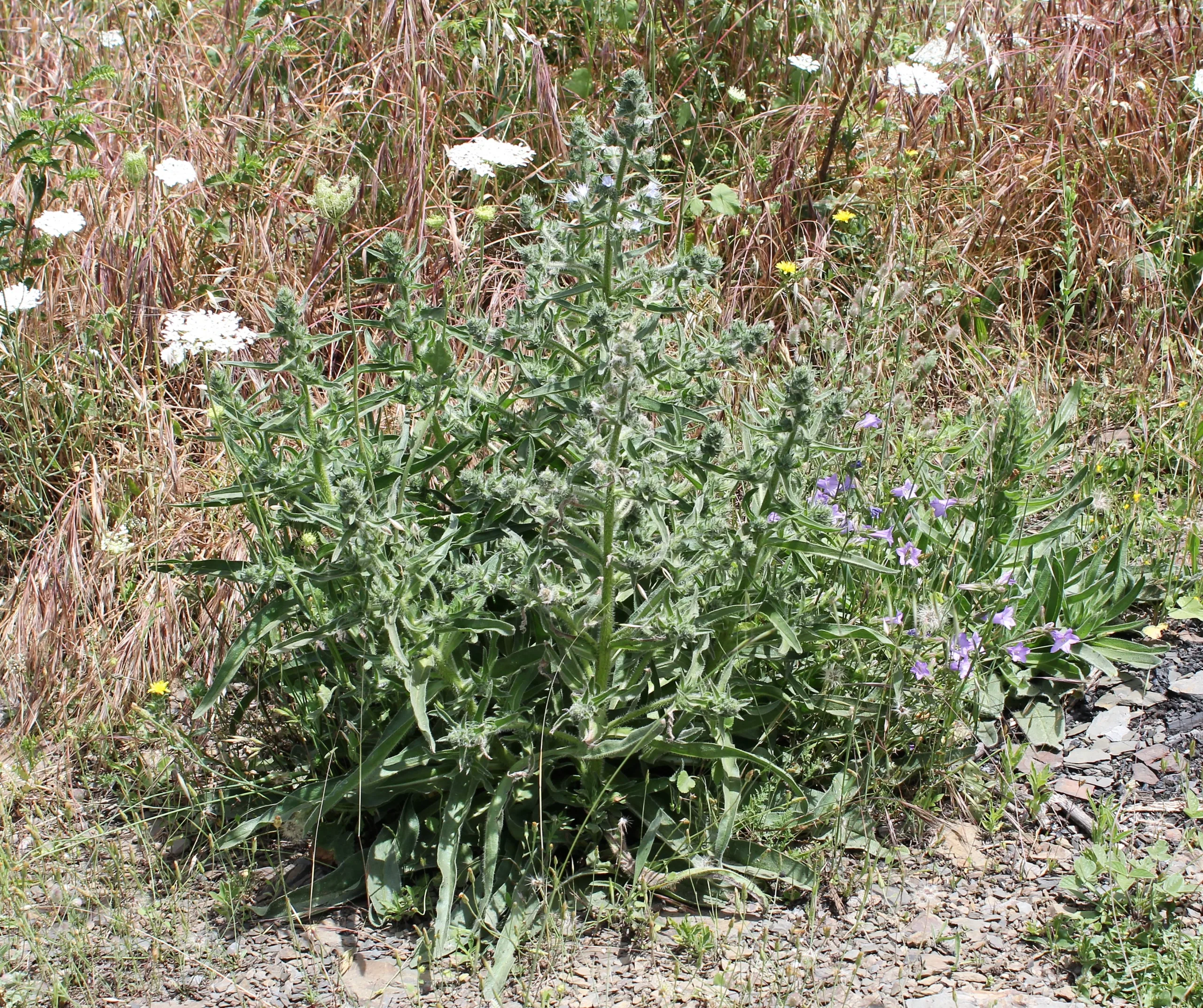 Echium italicum