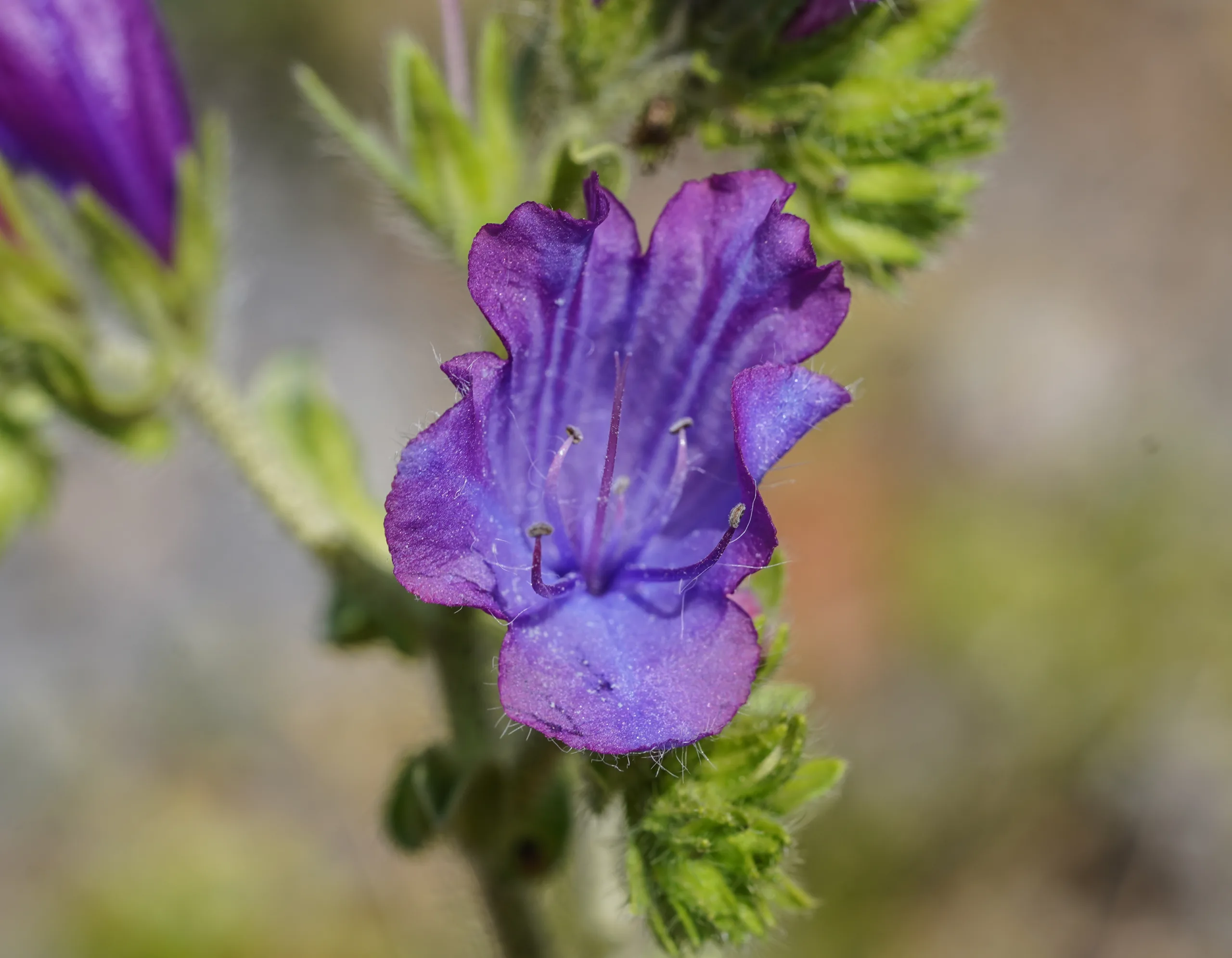Echium plantagineum (Kırkbatıran)