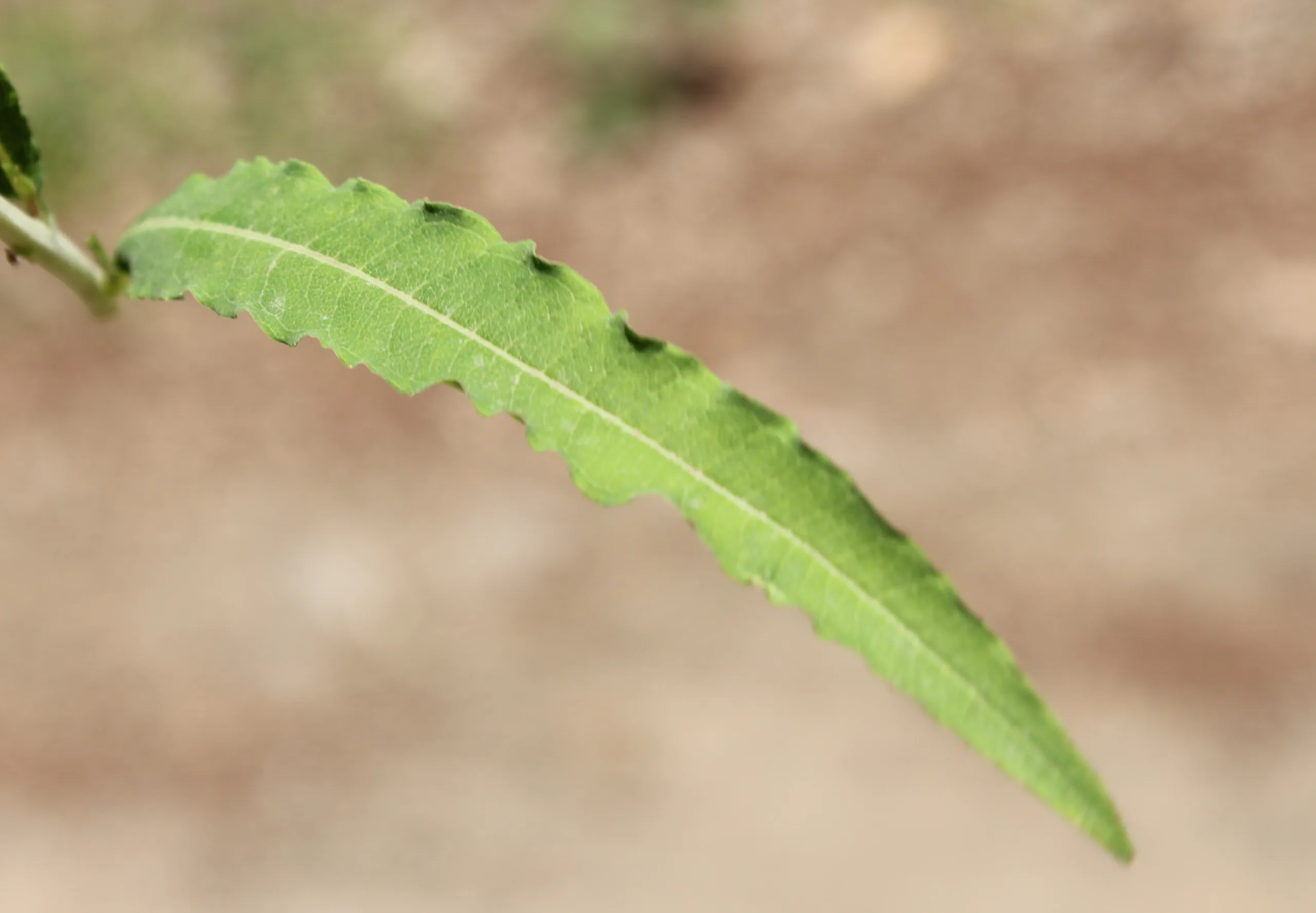 Epilobium angustifolium