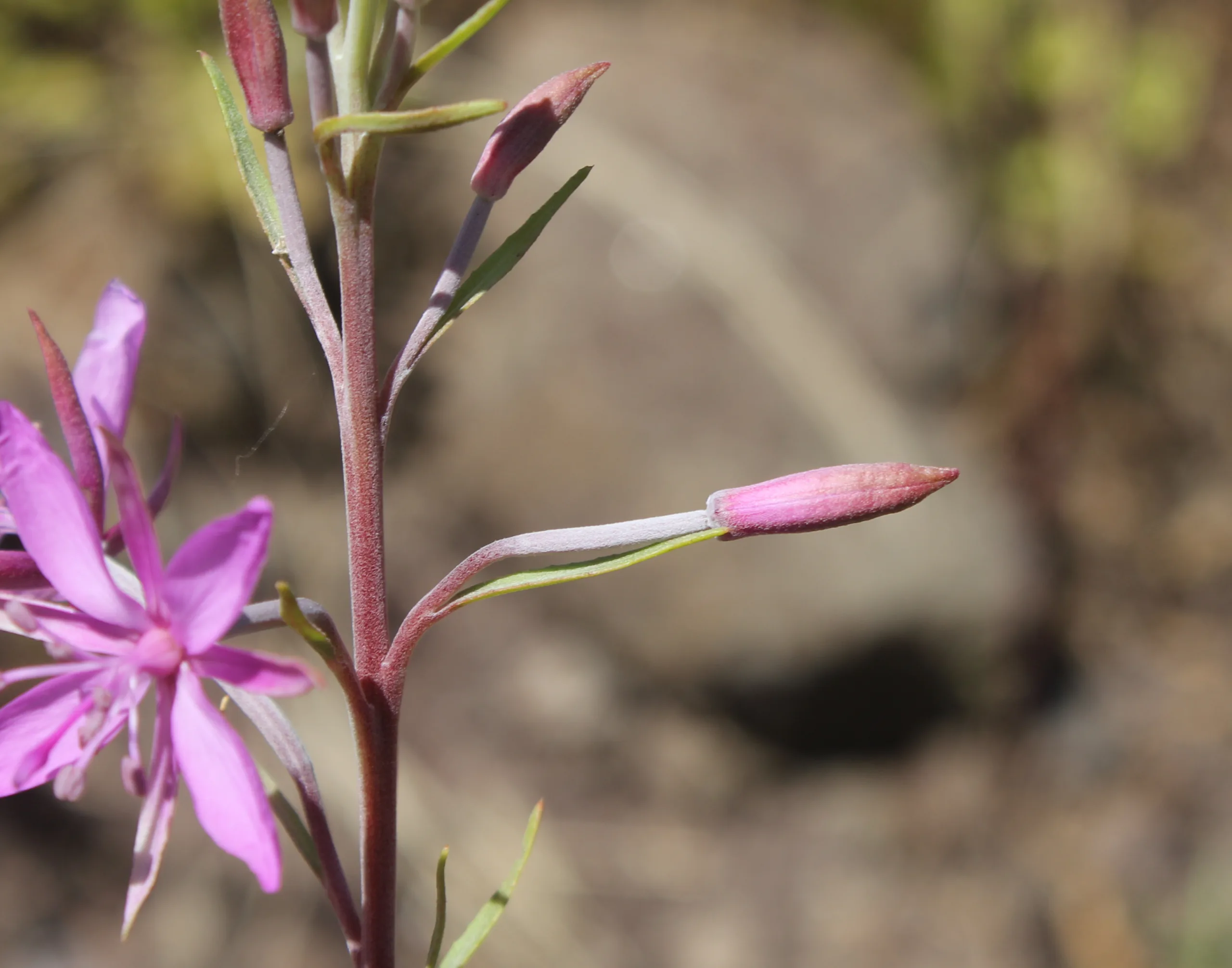 Epilobium dodonaei