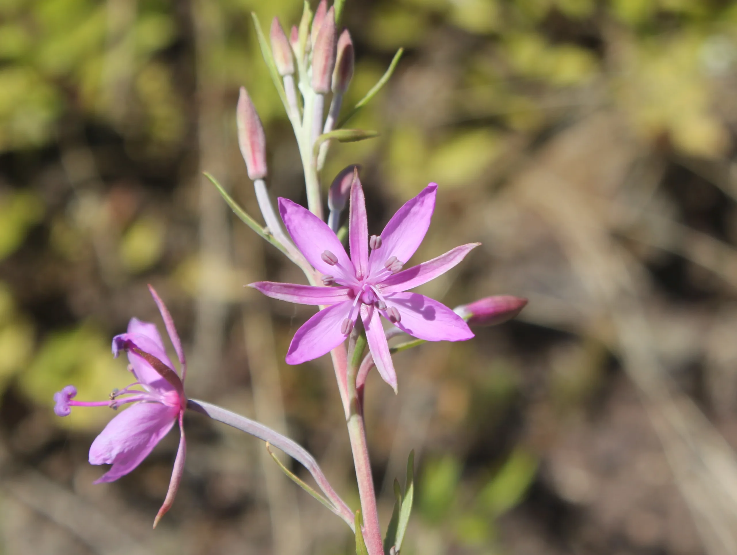 Epilobium dodonaei (Çayır gülü)