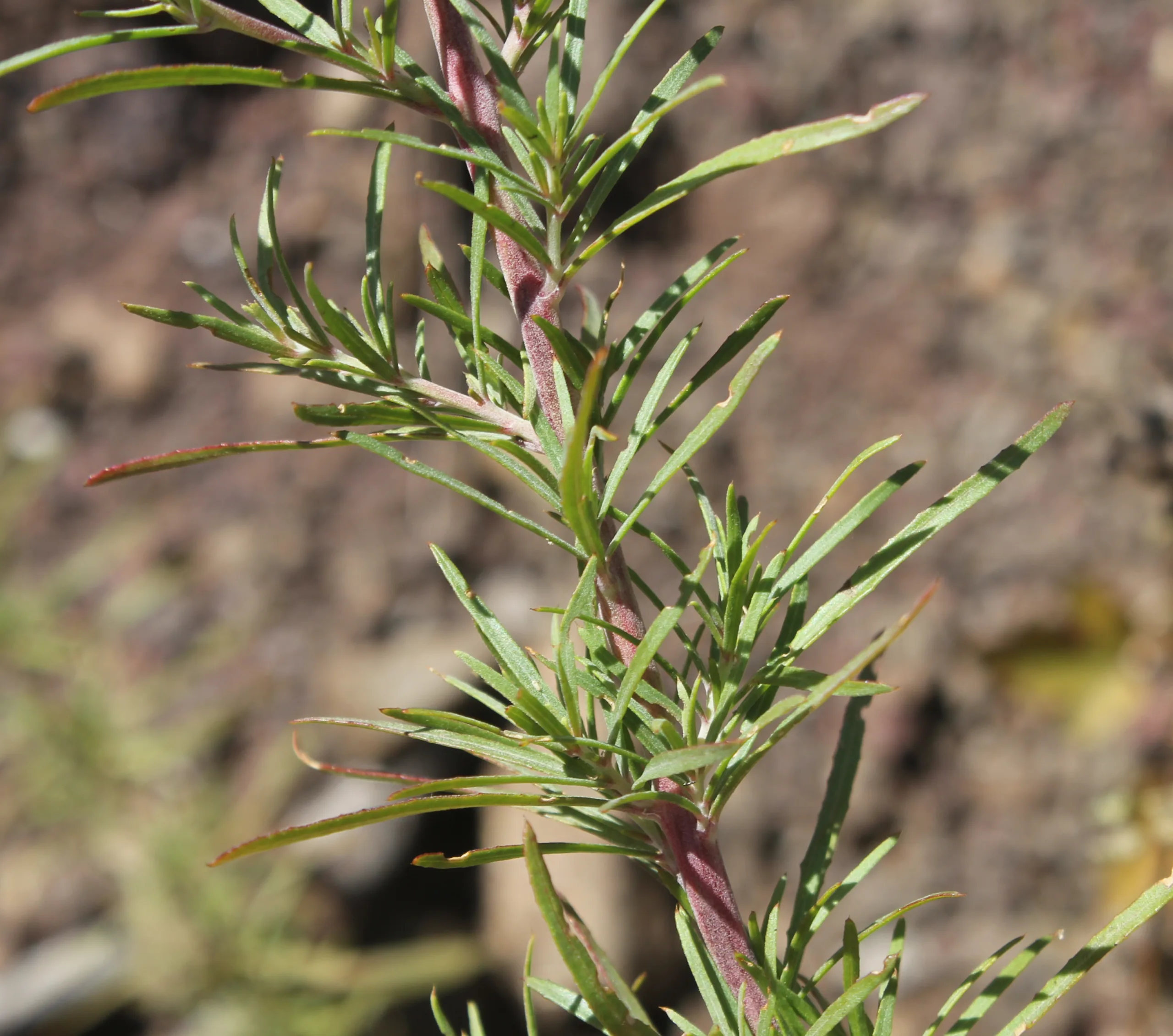 Epilobium dodonaei