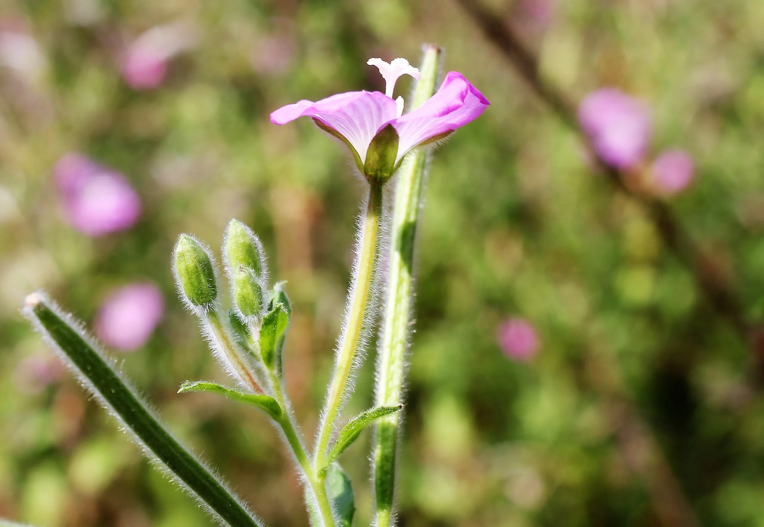 Epilobium hirsutum