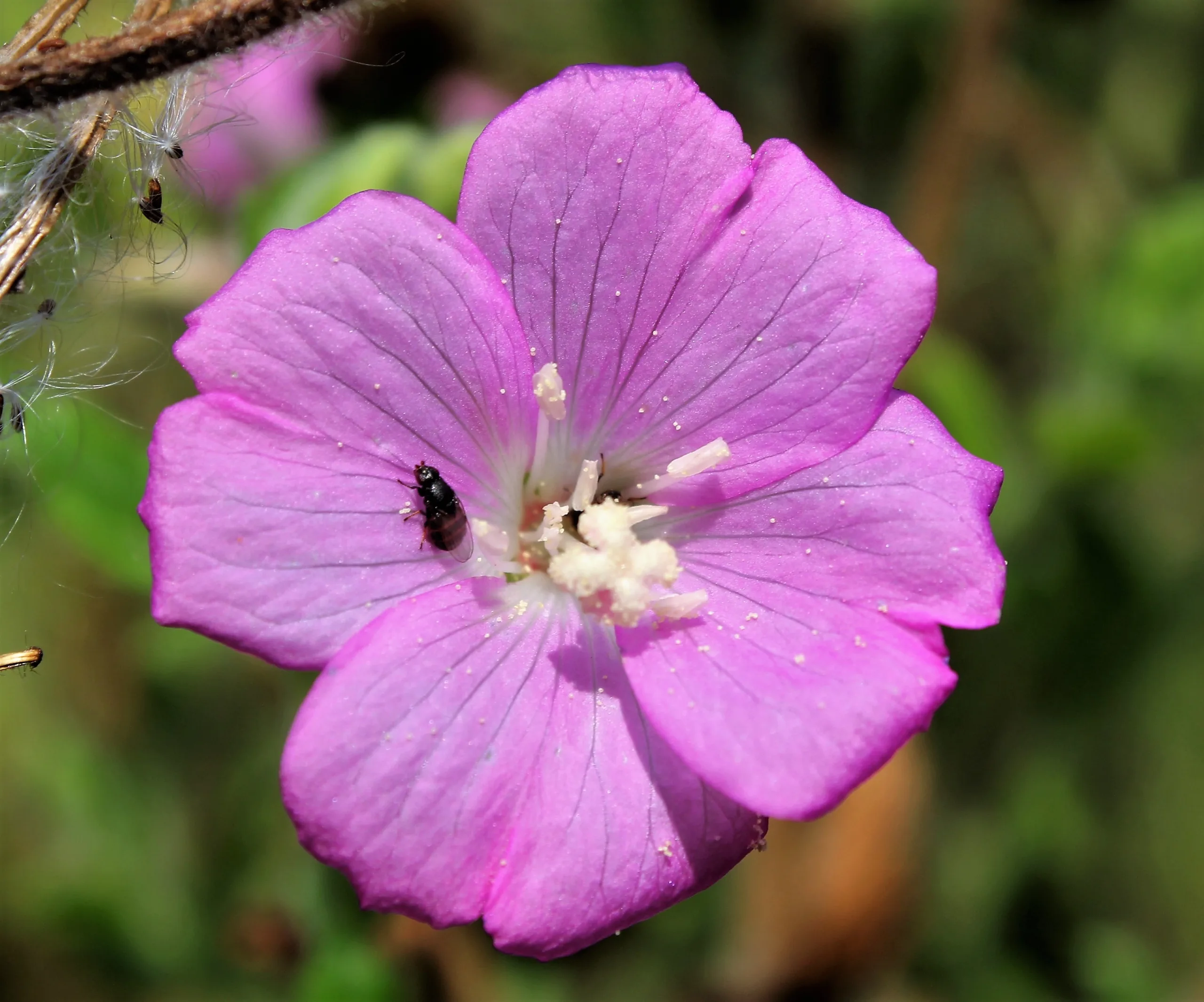 Epilobium (Yakıotu)