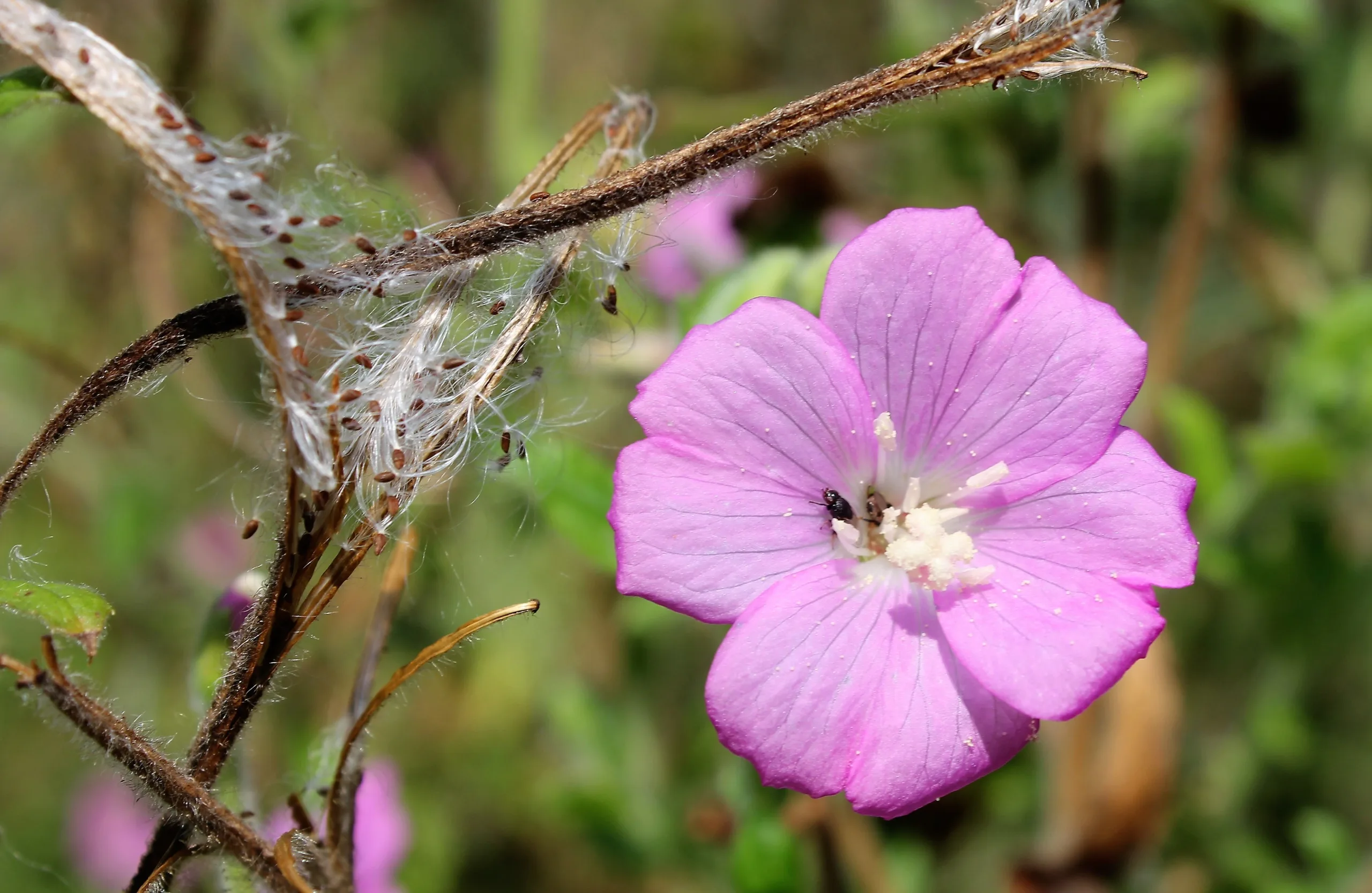 Epilobium hirsutum