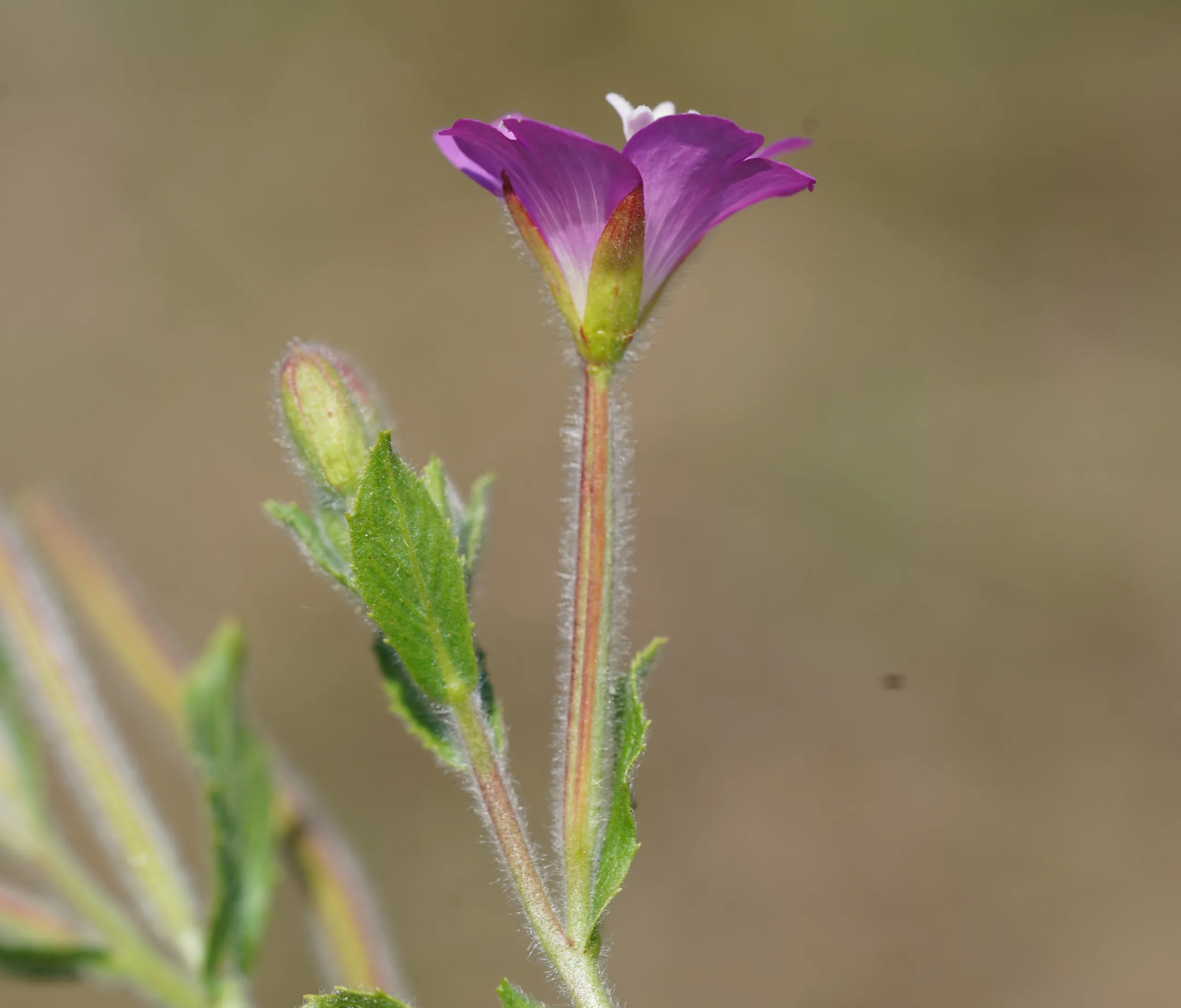 Epilobium hirsutum