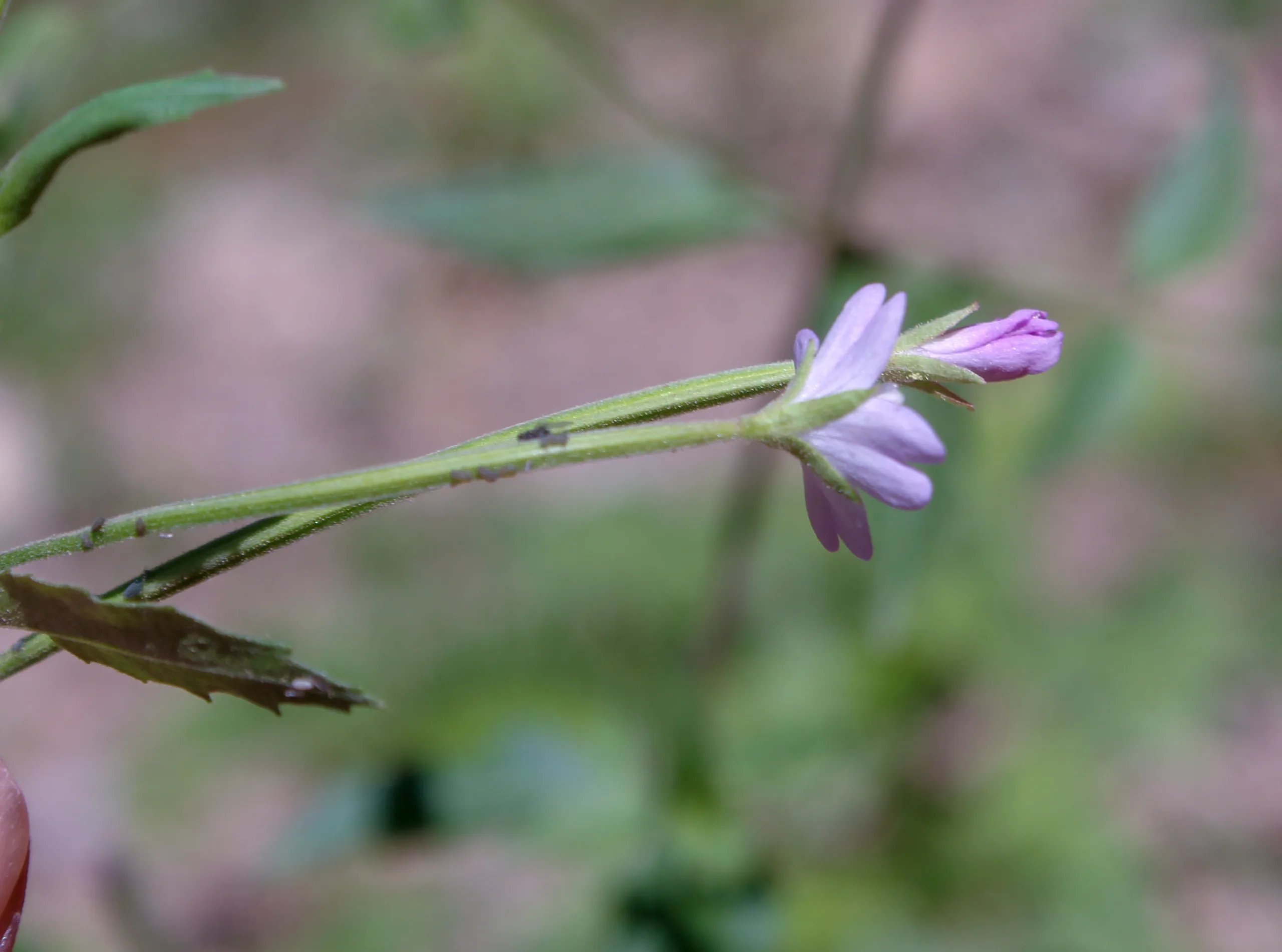 Epilobium montanum